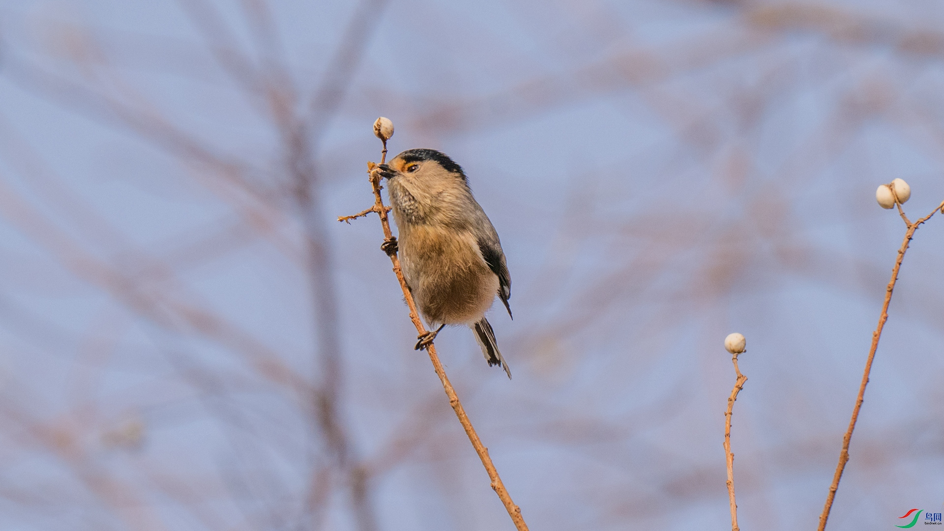 DSC_4506-1_����.jpg