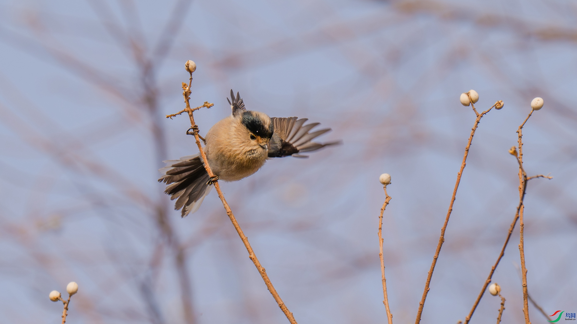 DSC_4523-1_����.jpg
