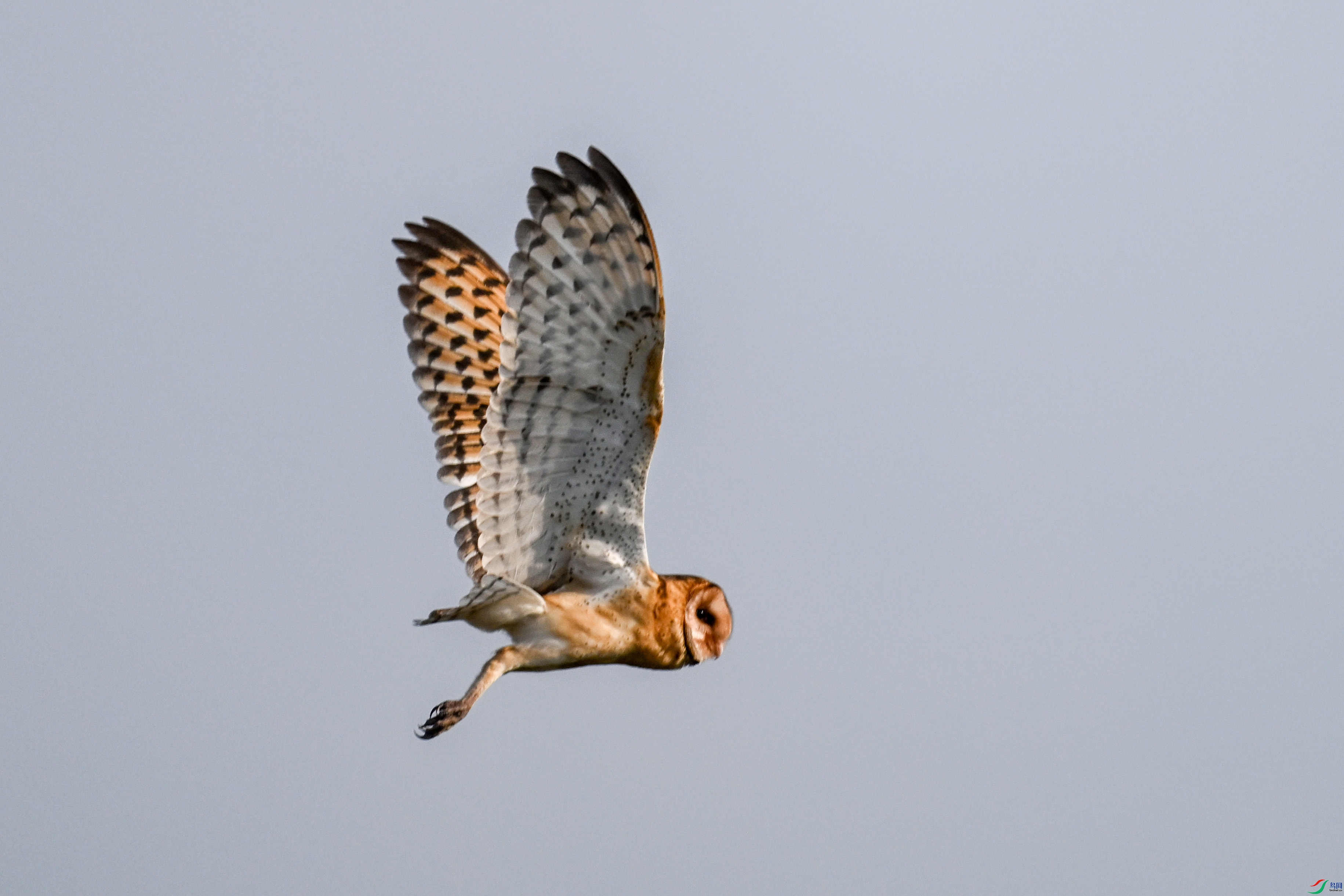 DSC_6623.JPG