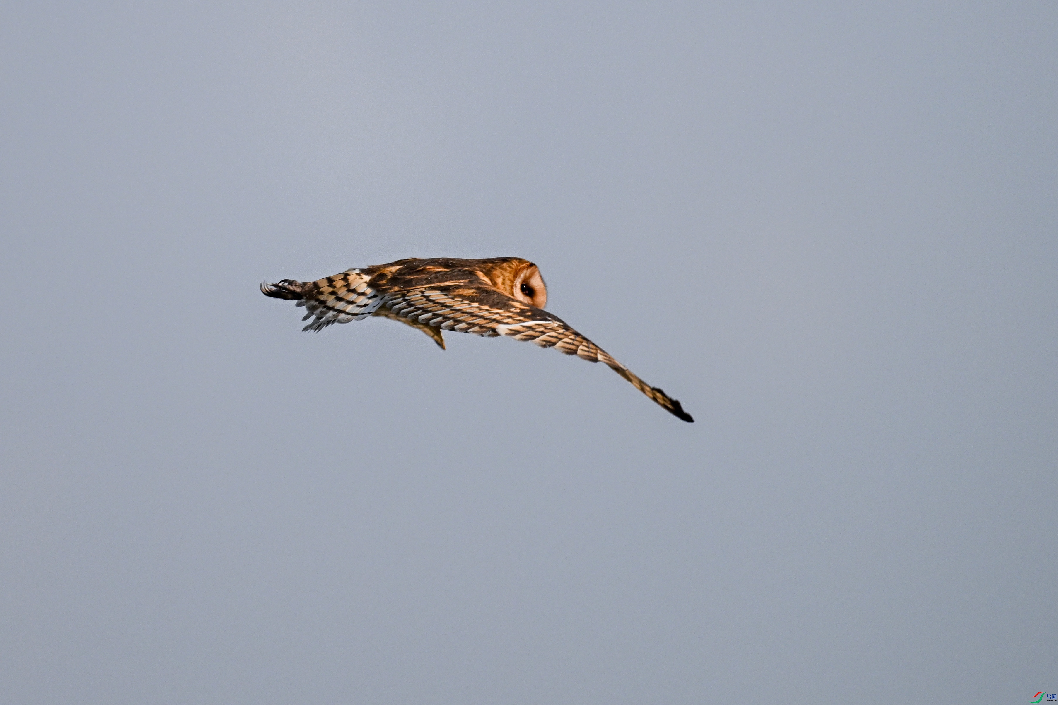 DSC_6626.JPG