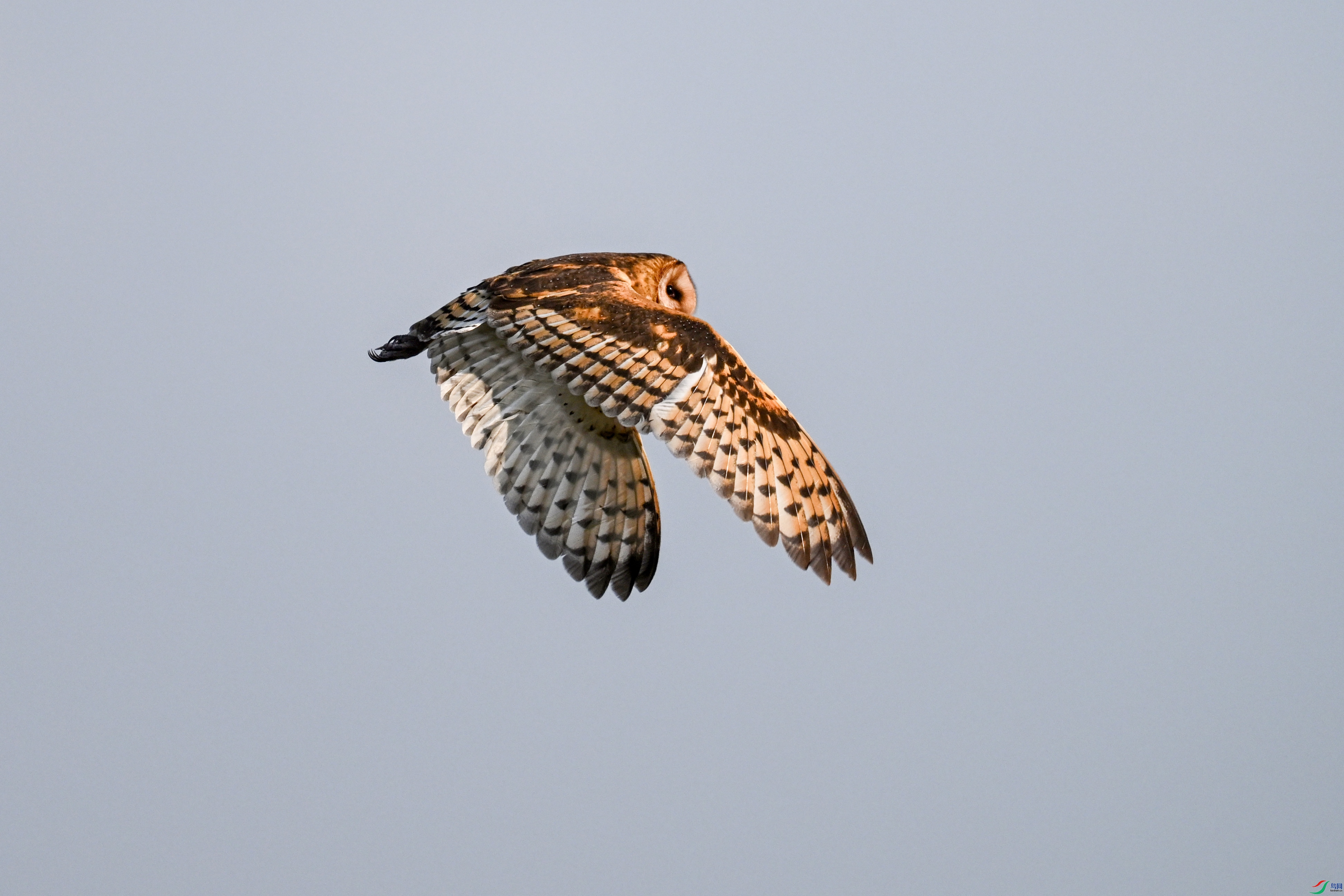 DSC_6627.JPG