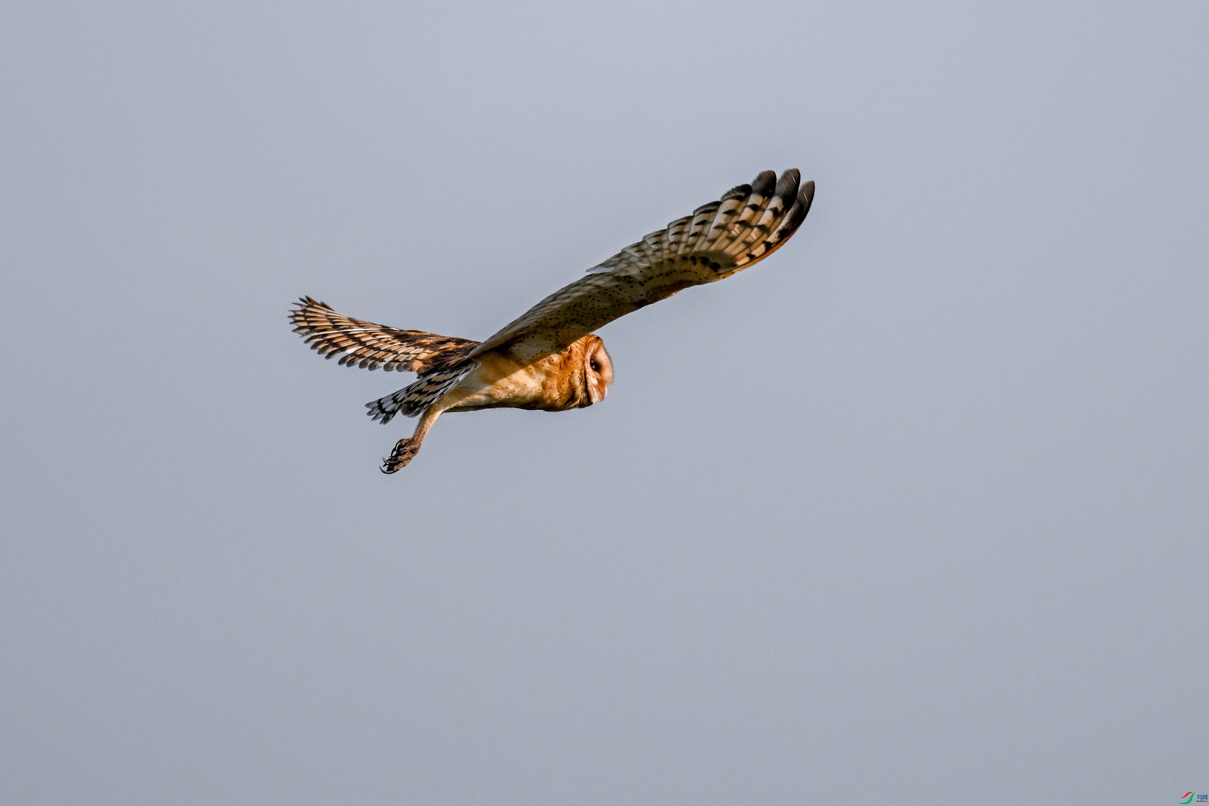 DSC_6631.JPG