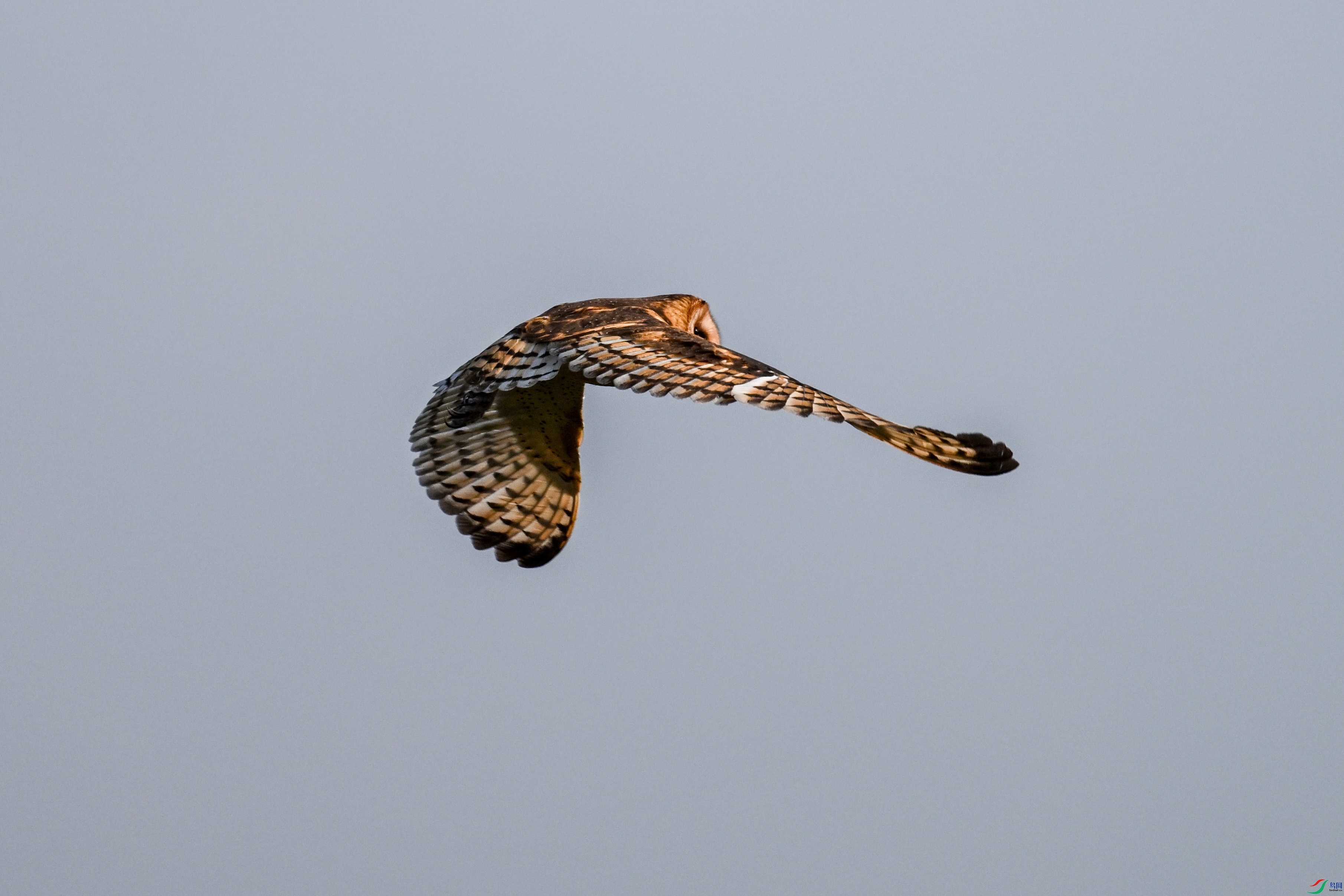 DSC_6632.JPG