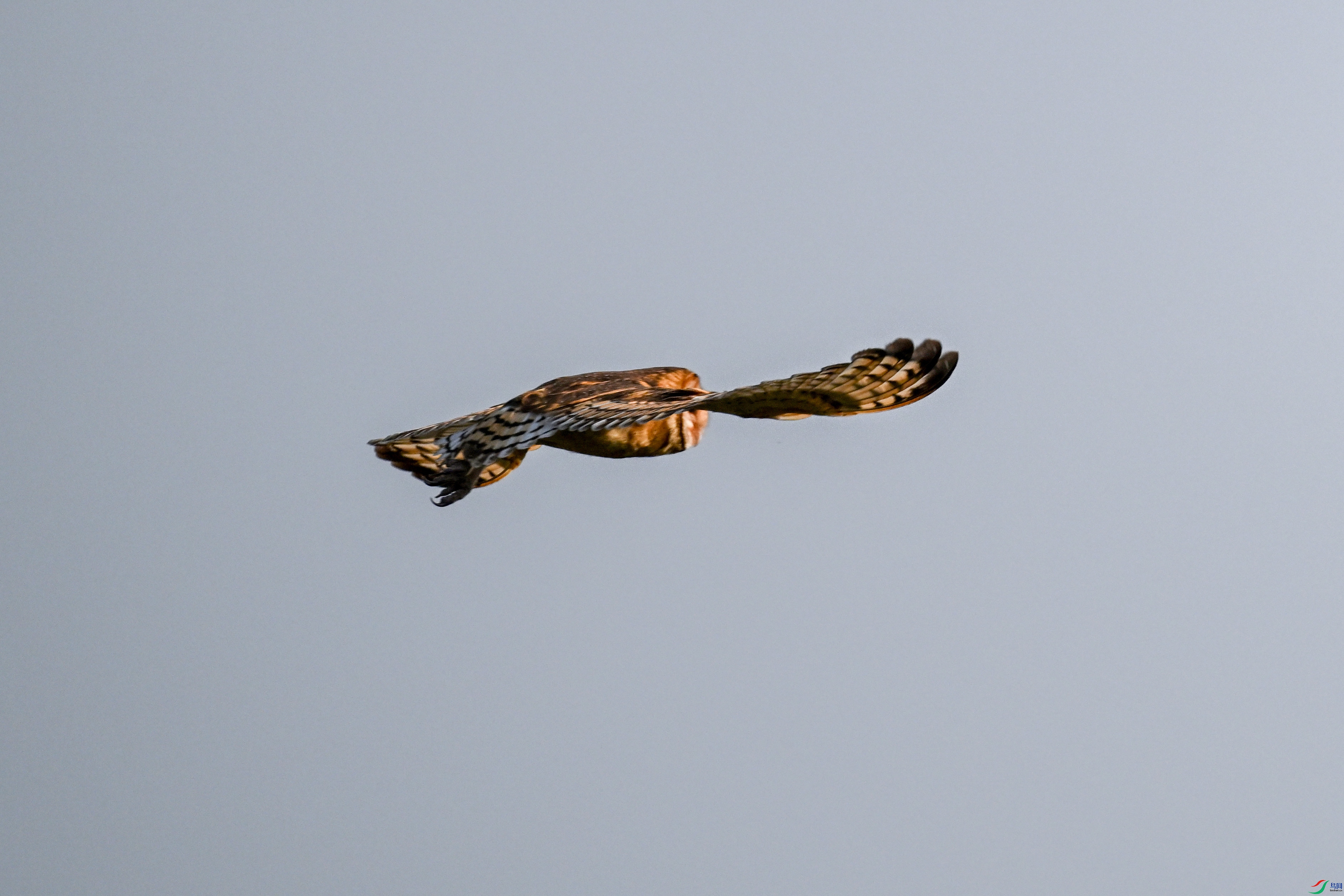 DSC_6637.JPG