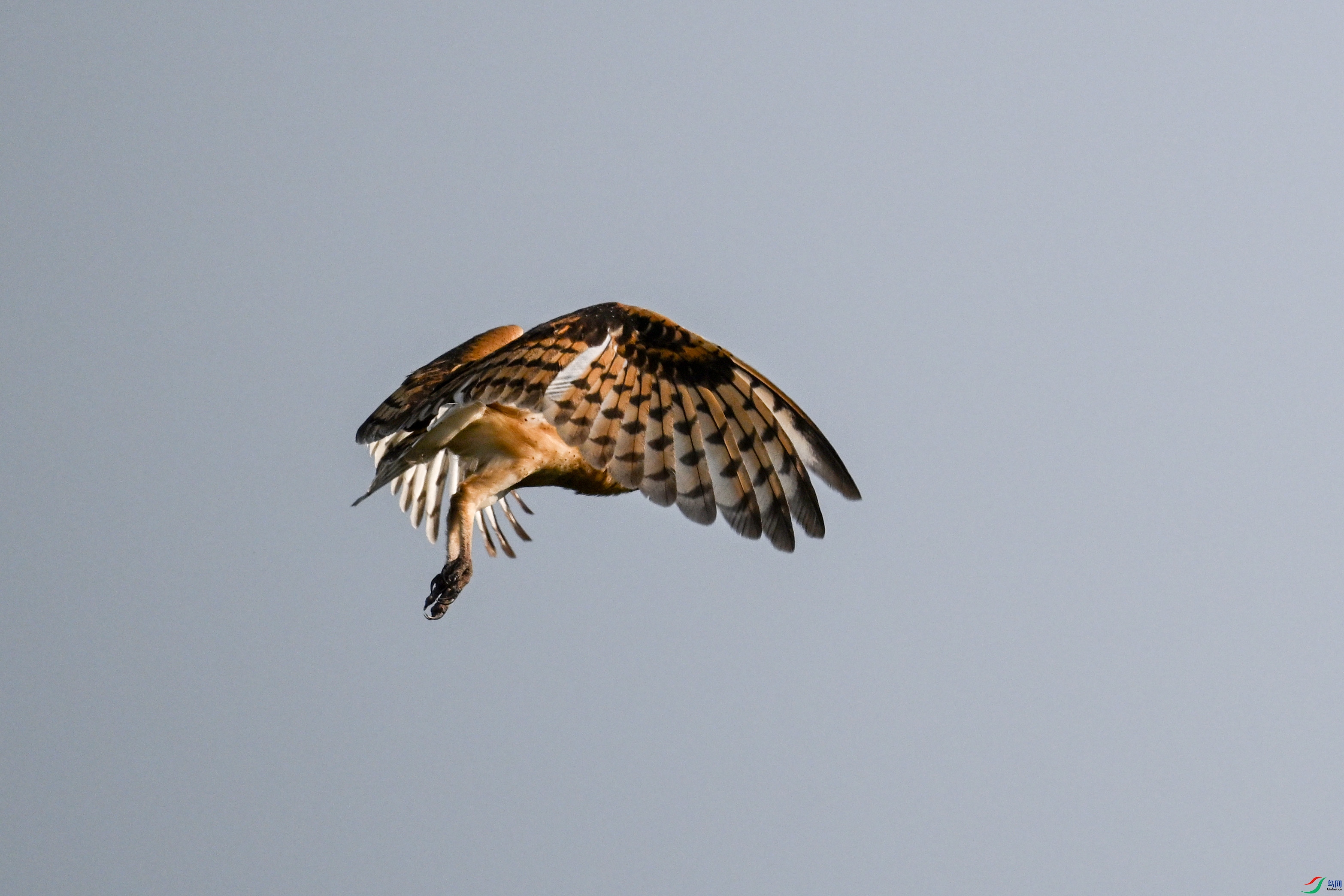 DSC_6639.JPG