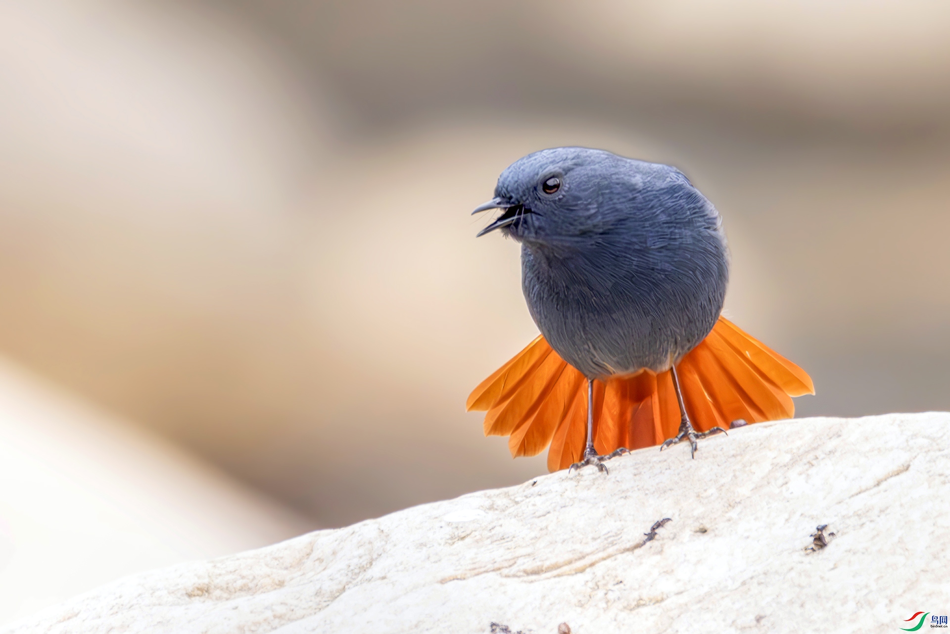 407A5411Ϫ���еġ���ȹ���ߡ�������βˮ�------33  .jpg