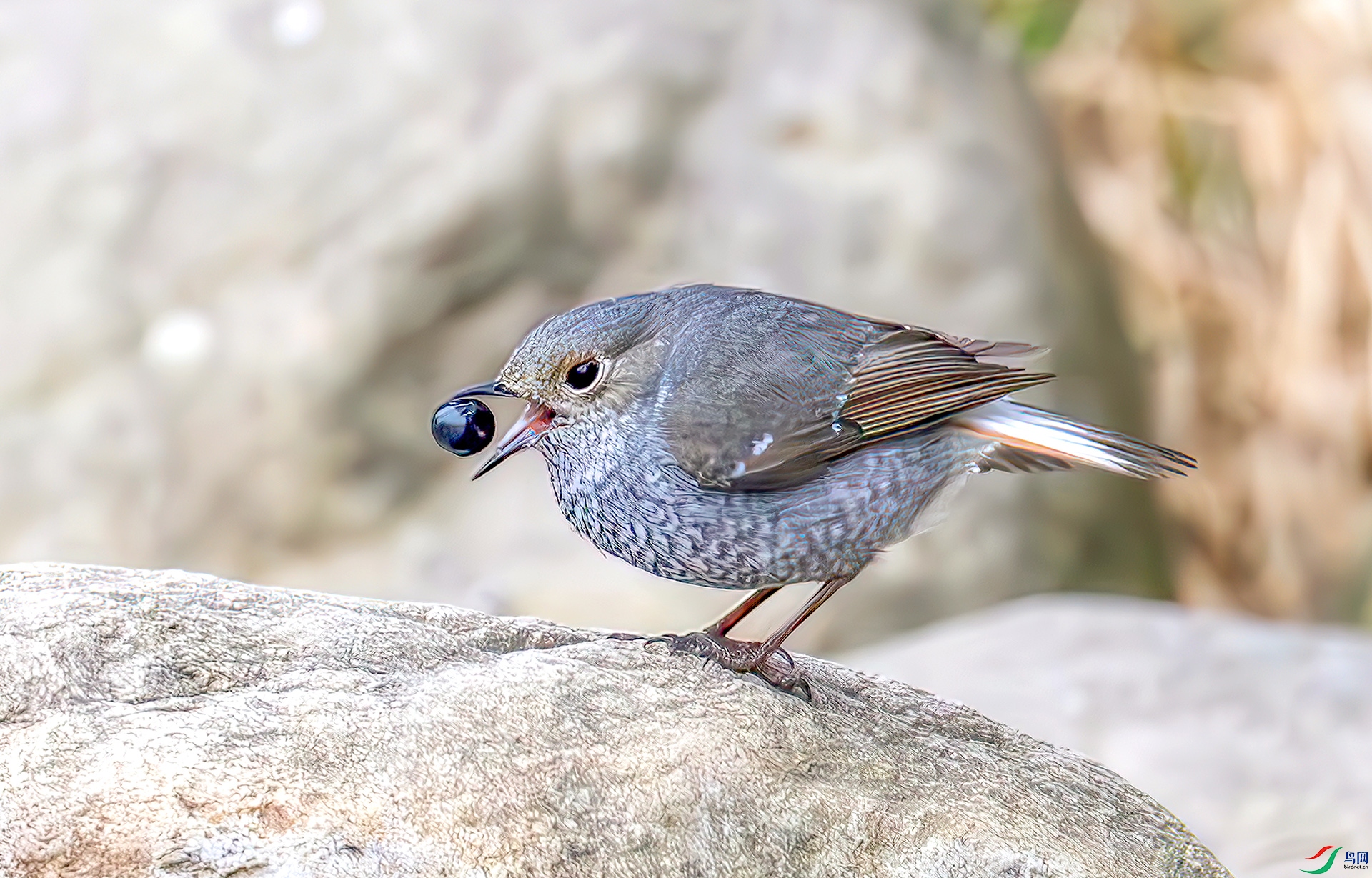 407A9906-----33  .jpg