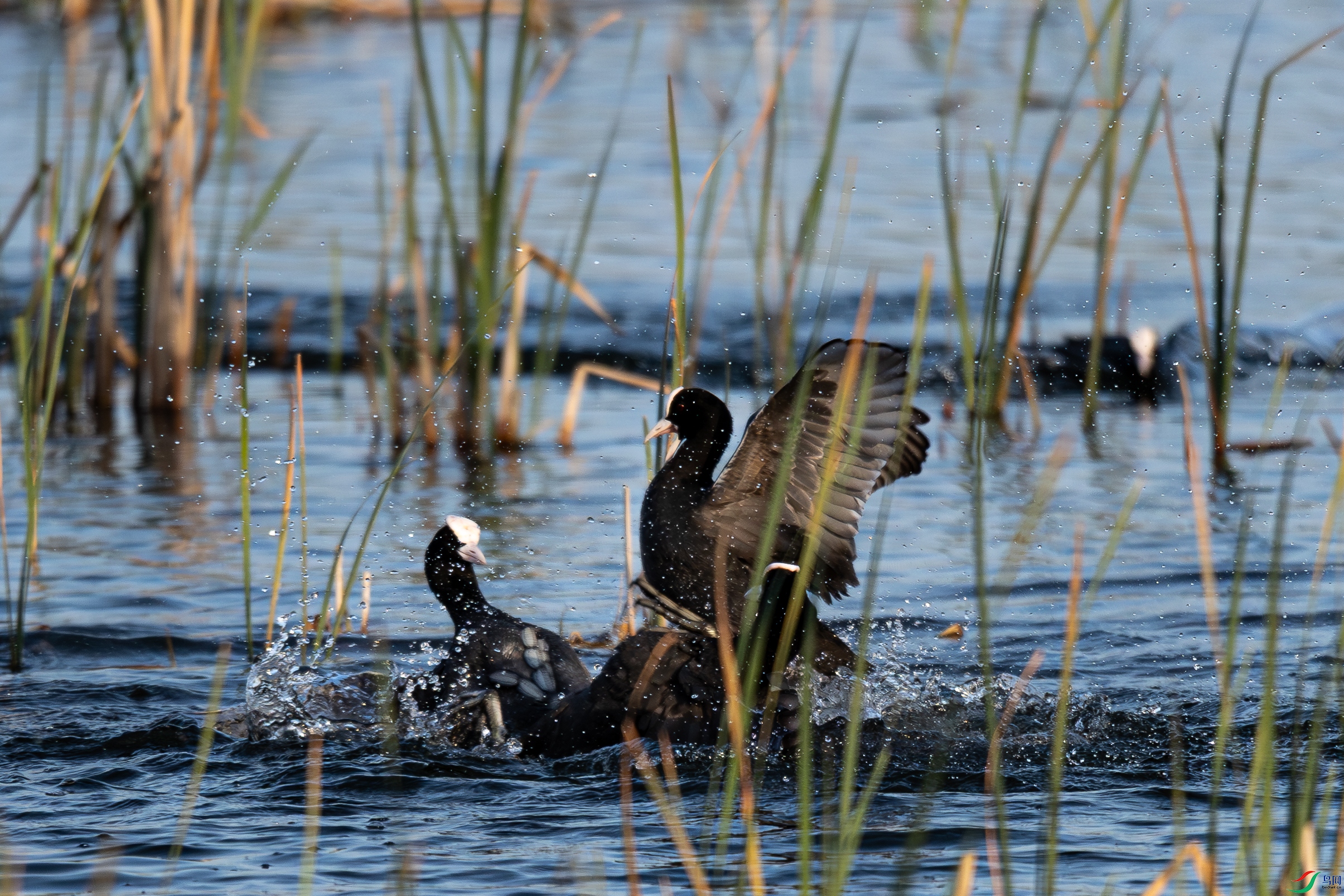 һȭ�ѵ�����