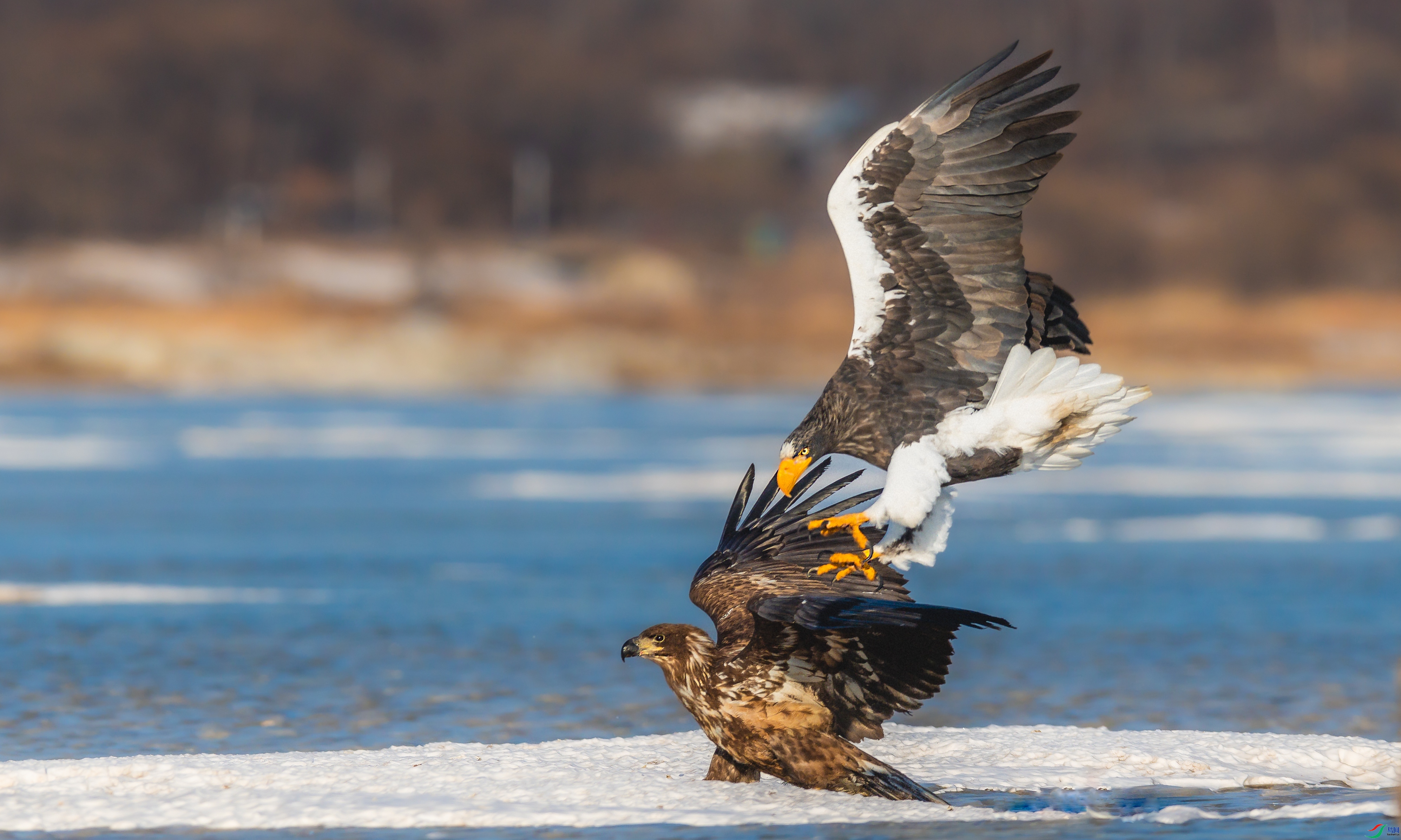 2.20 ��������bj��ʦ��Ʒ  ��������  �ٻ�2026��2��20�հ�����ҳ����.jpg