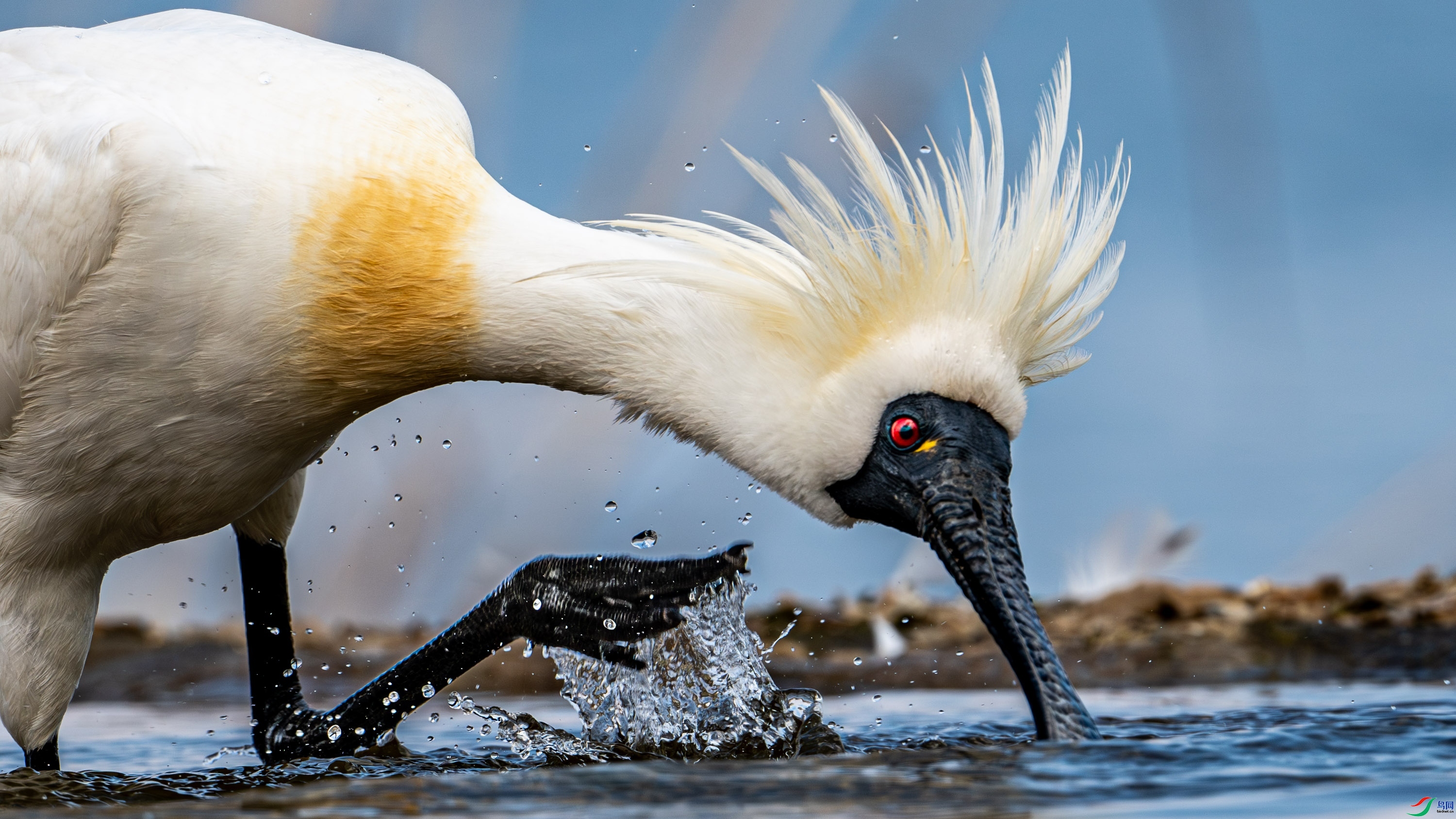 2.22 �ɸ�����ʦ��Ʒ  ��������  �ٻ�2026��2��22����Ӱʦ��ҳ����.jpg