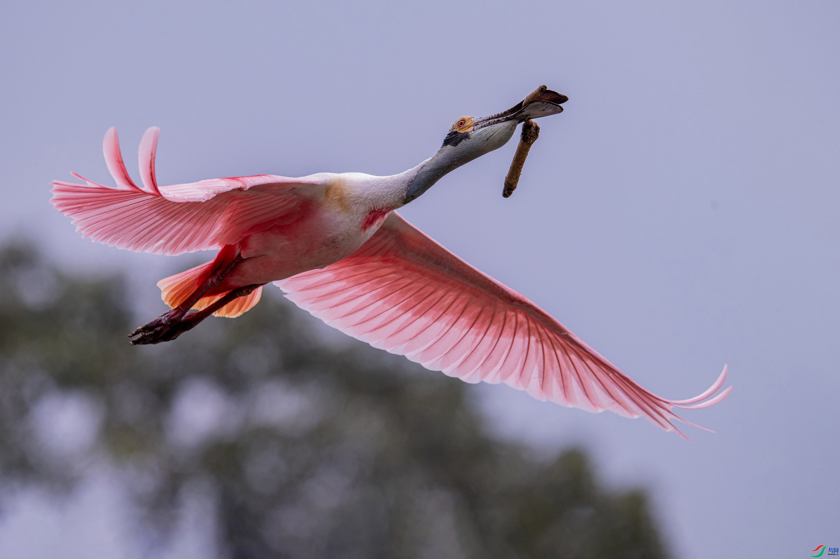 2.21 ����ɽ����ʦ��Ʒ  �ۺ�����  �ٻ�2026��2��21��ÿ��һͼ.jpg