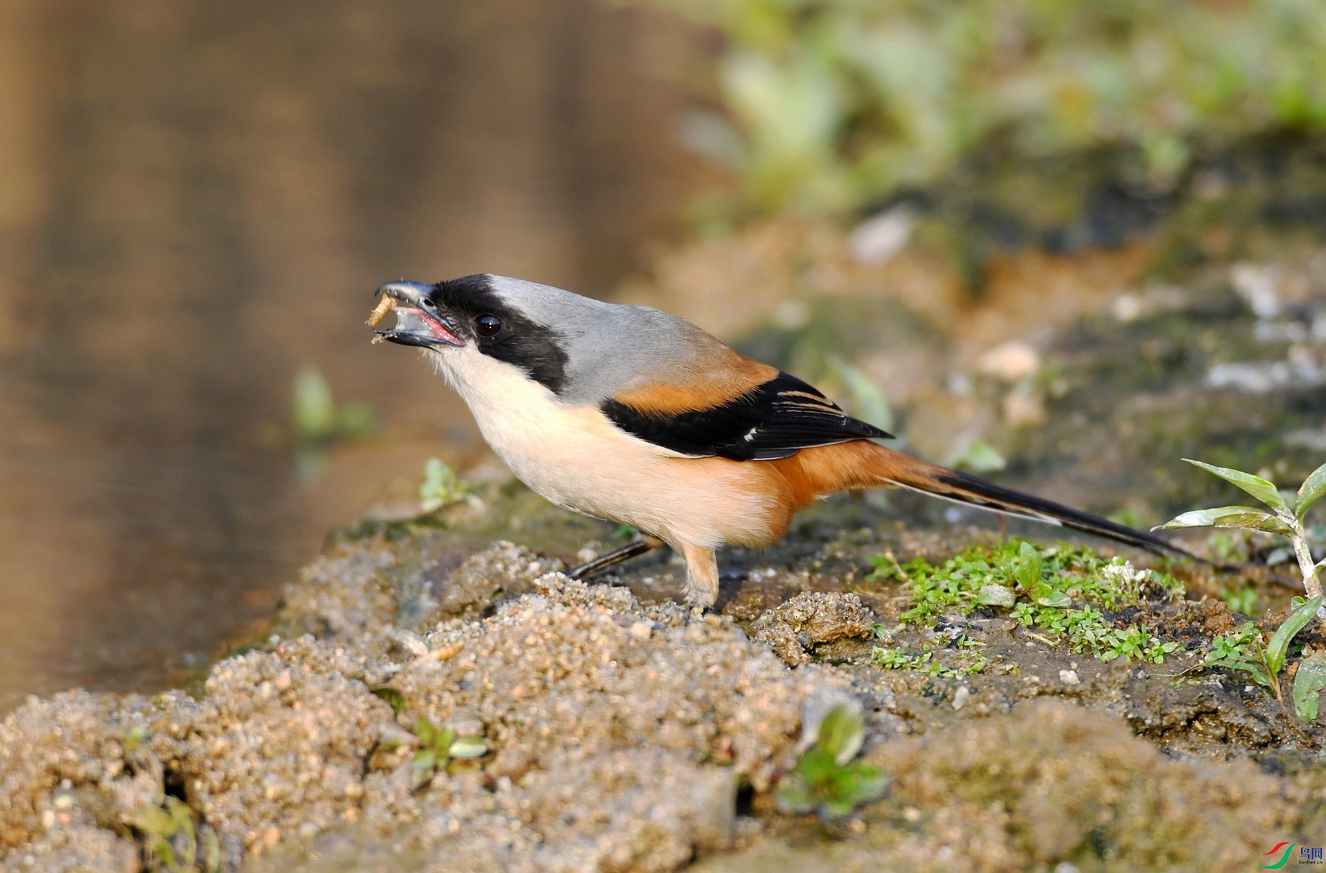 DSC_6475.jpg