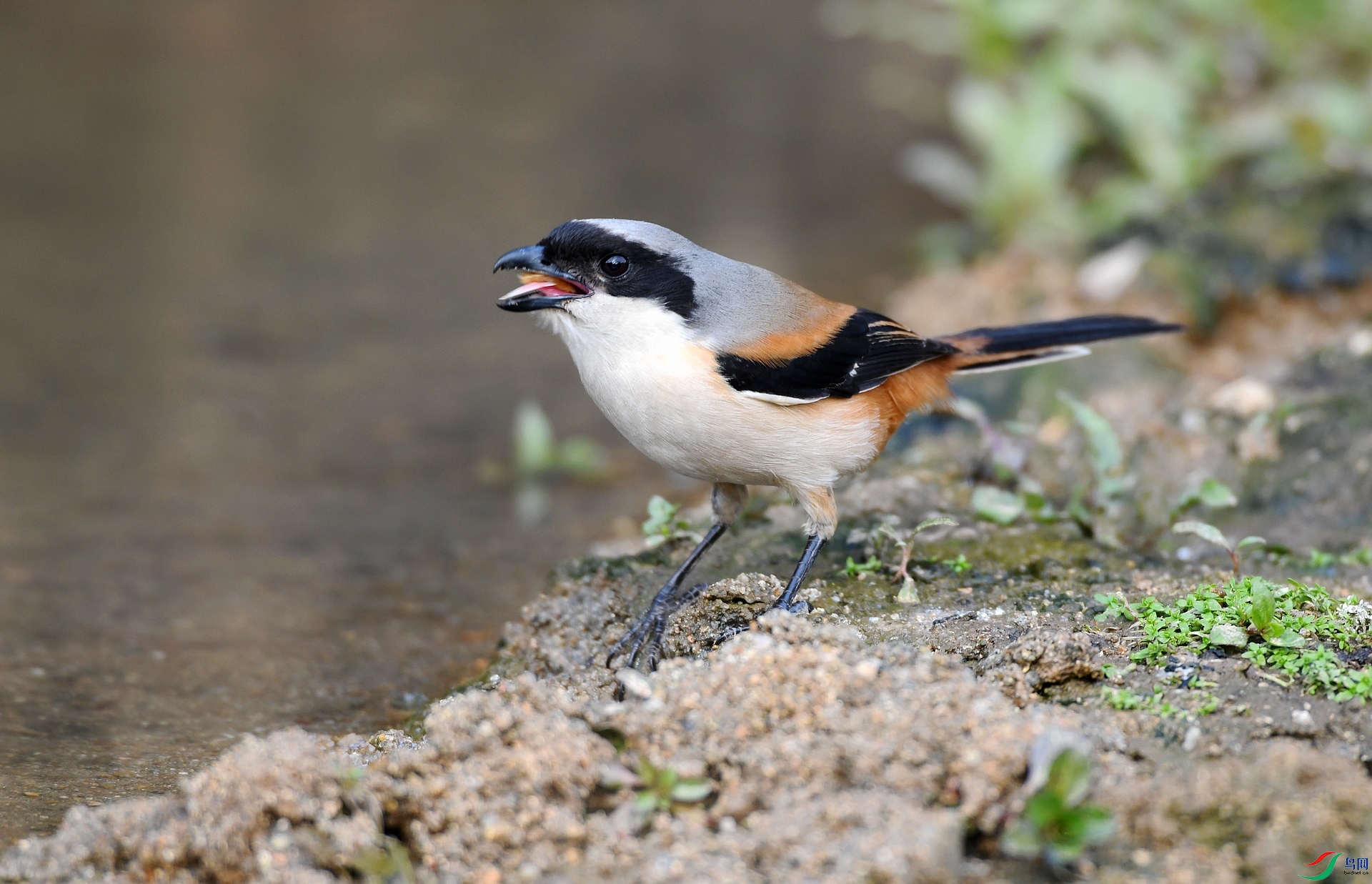 DSC_6418.jpg