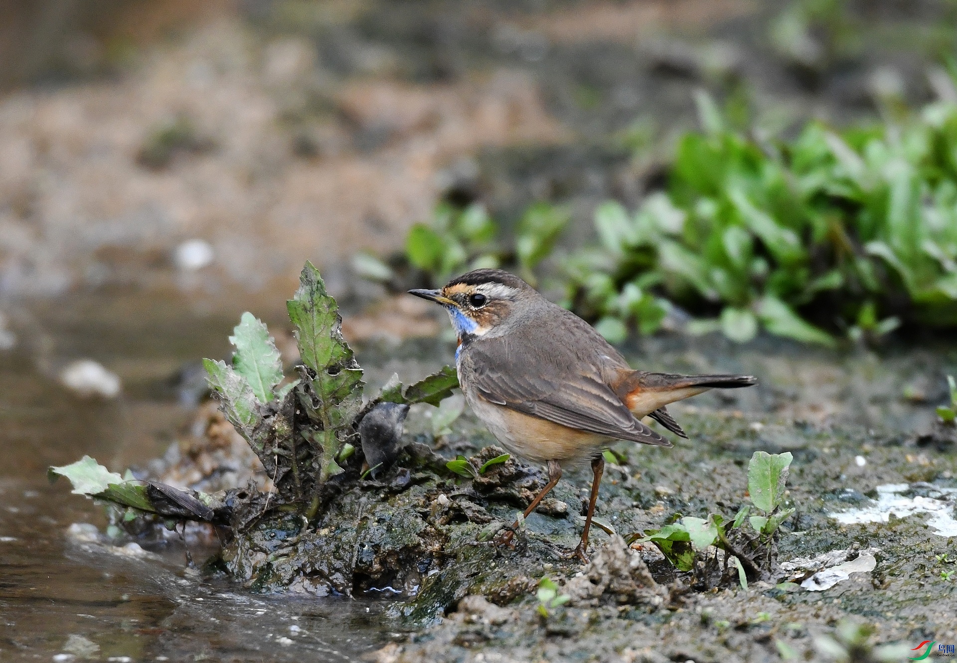 DSC_1948.jpg