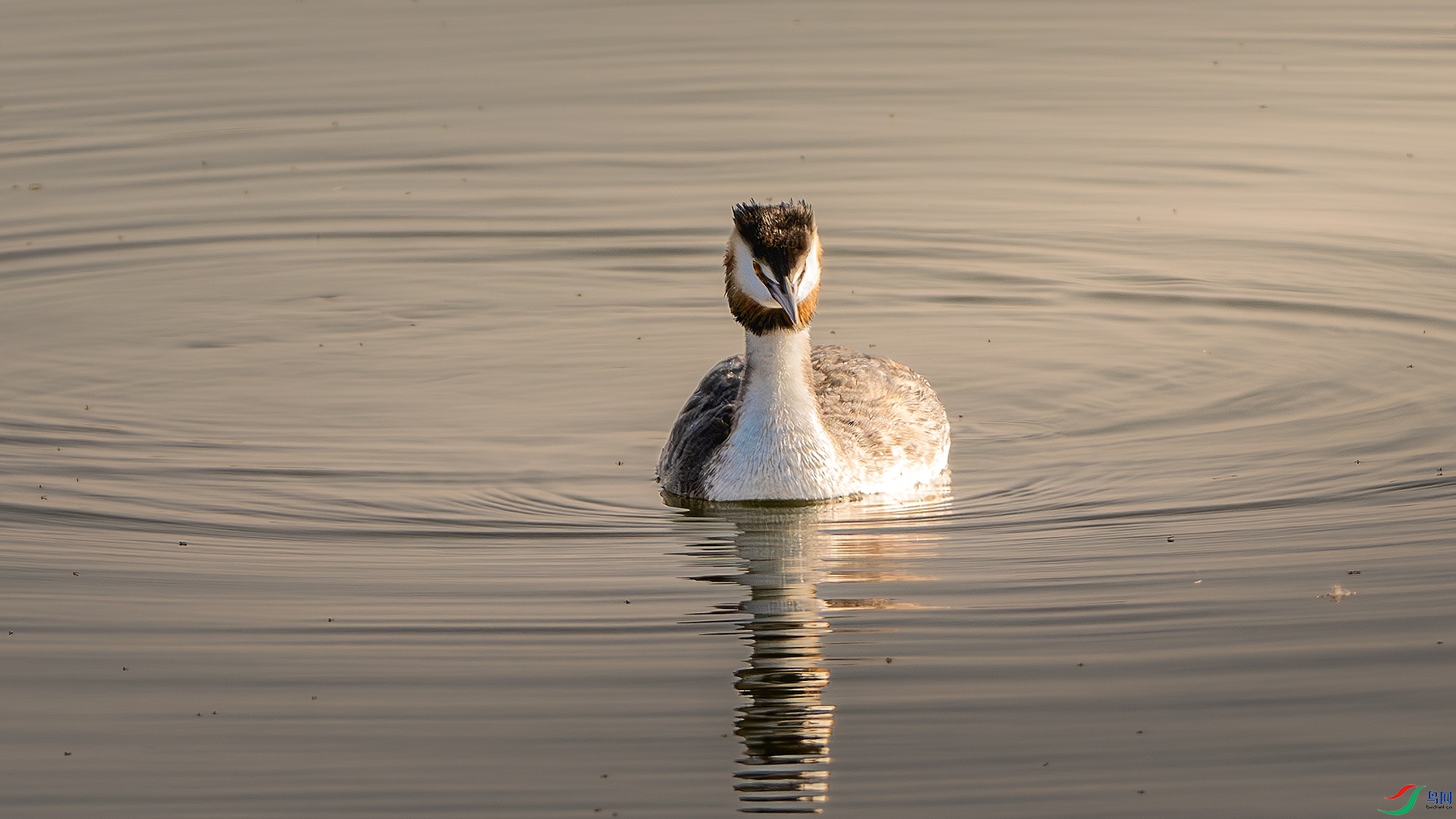 DSC_8032-����ǿ-NR ����.jpg