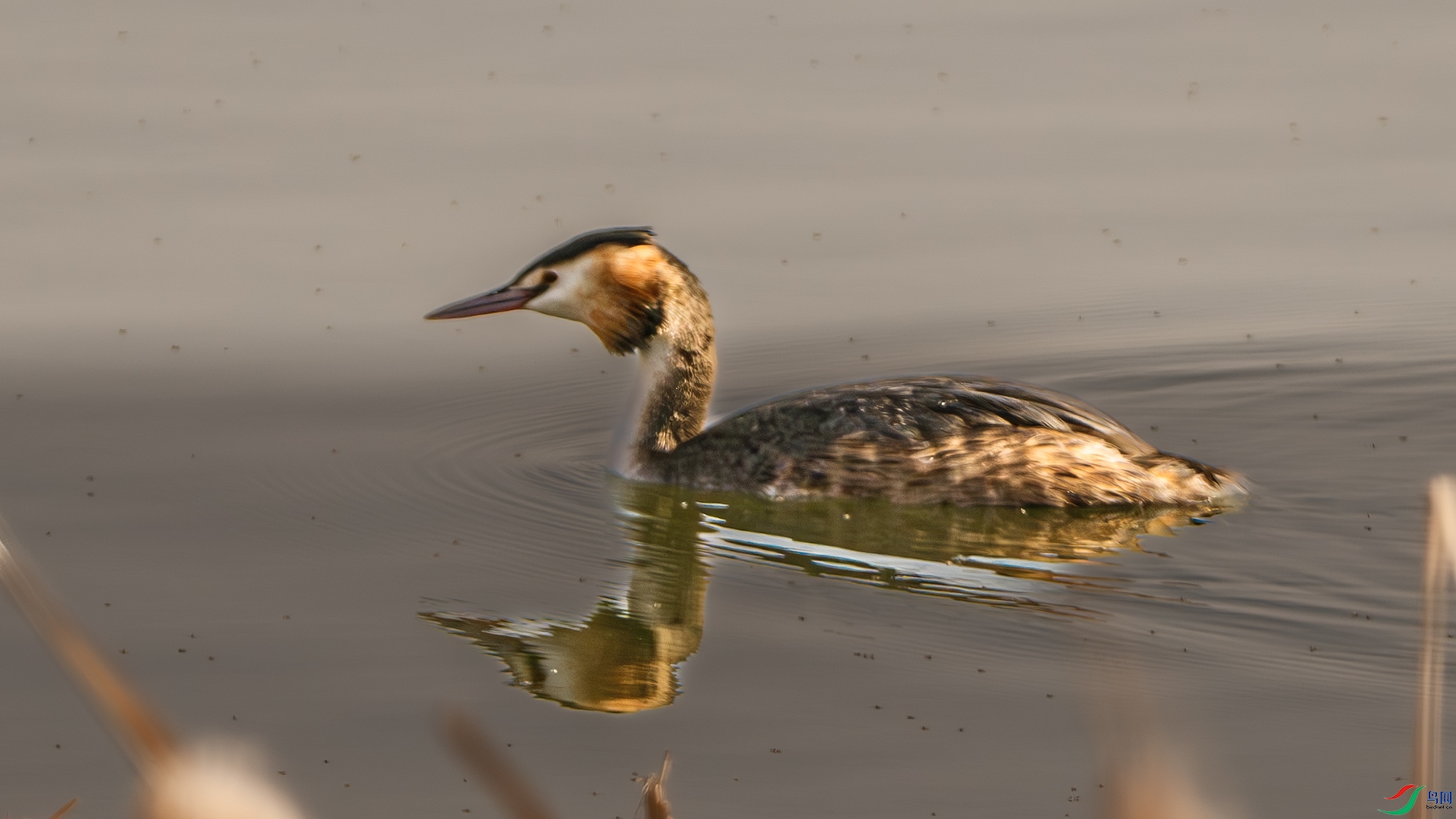 DSC_8056-����ǿ-NR ����.jpg