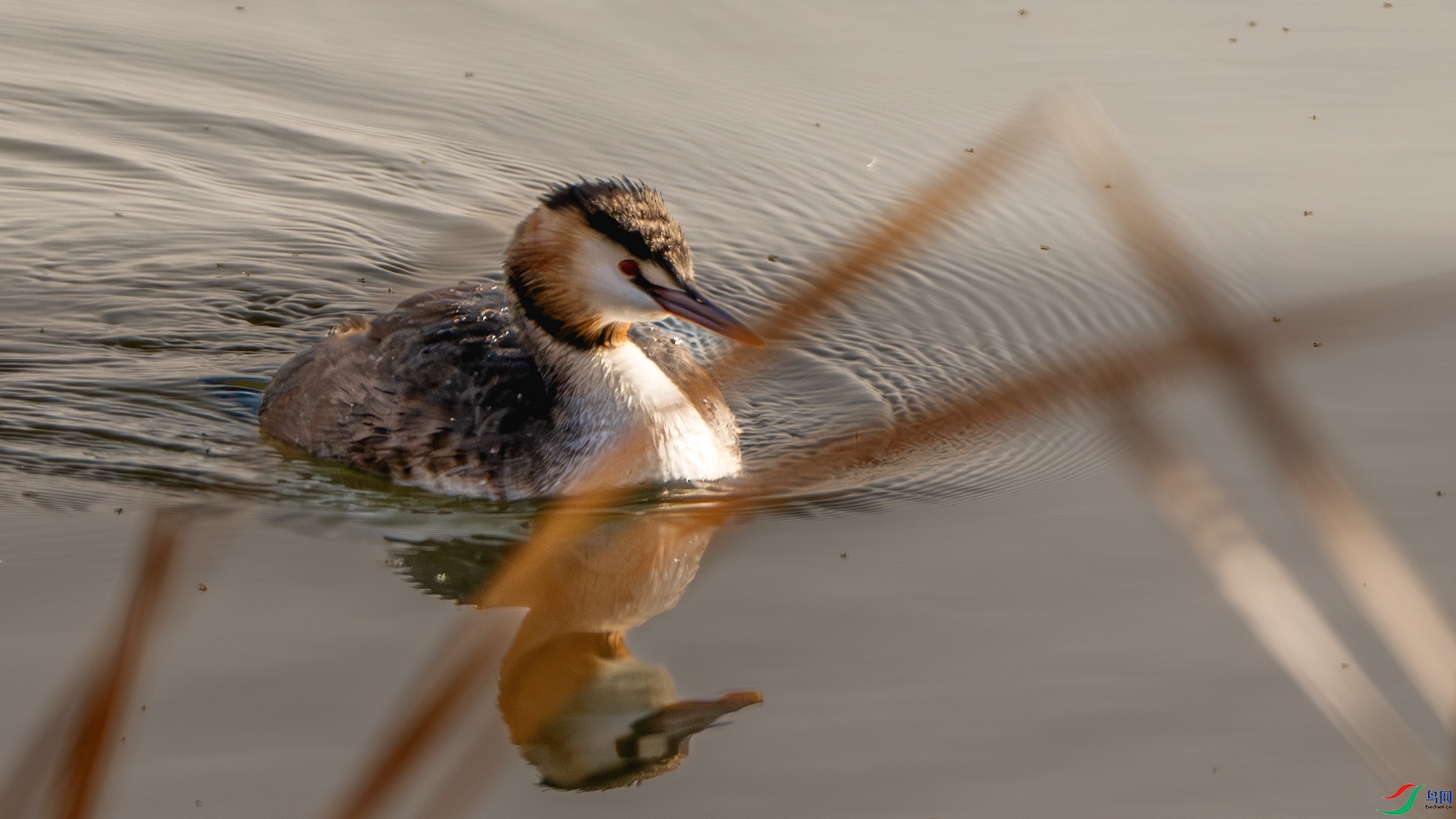 DSC_8065-����ǿ-NR ����.jpg