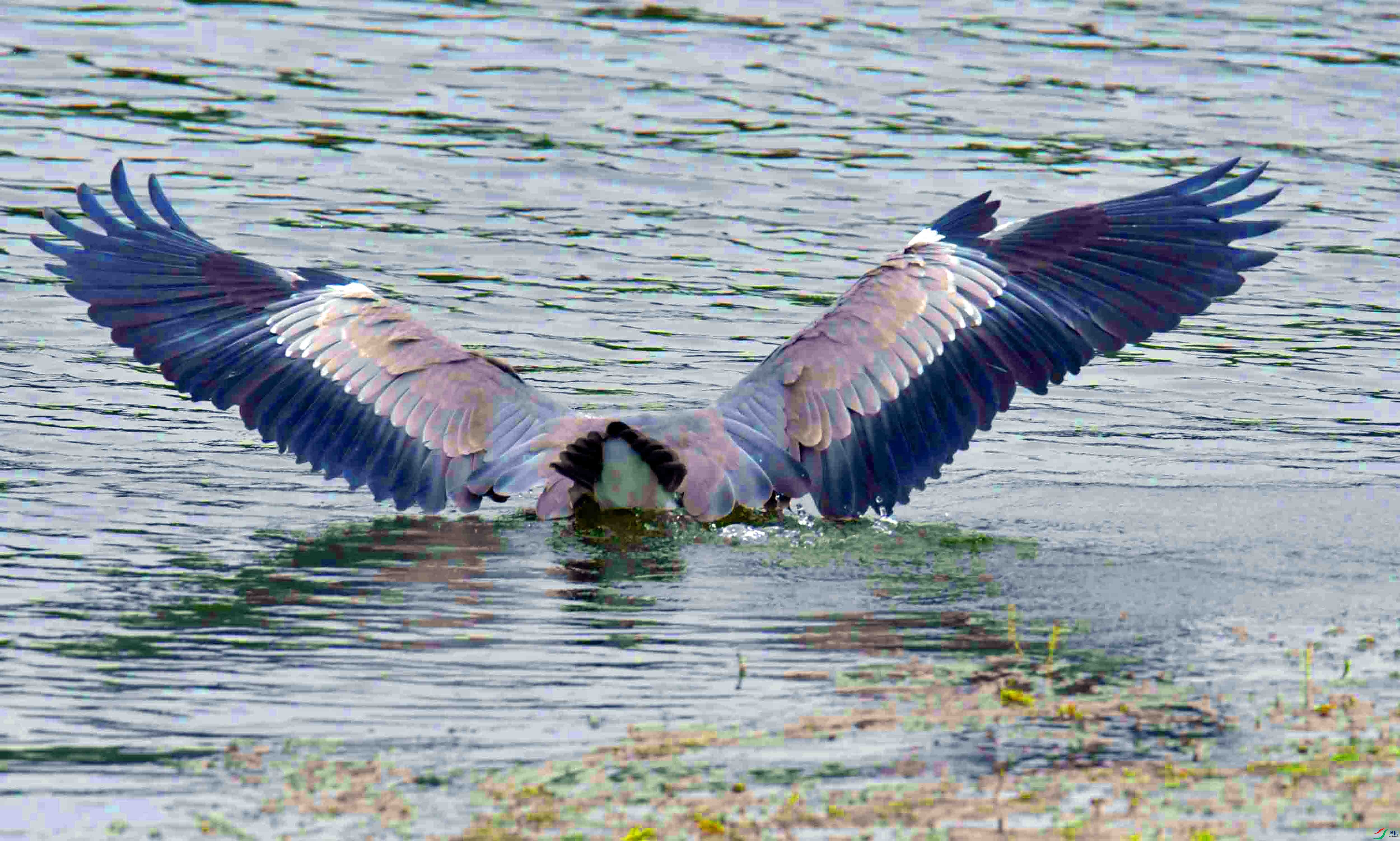 DSC_2942.JPG