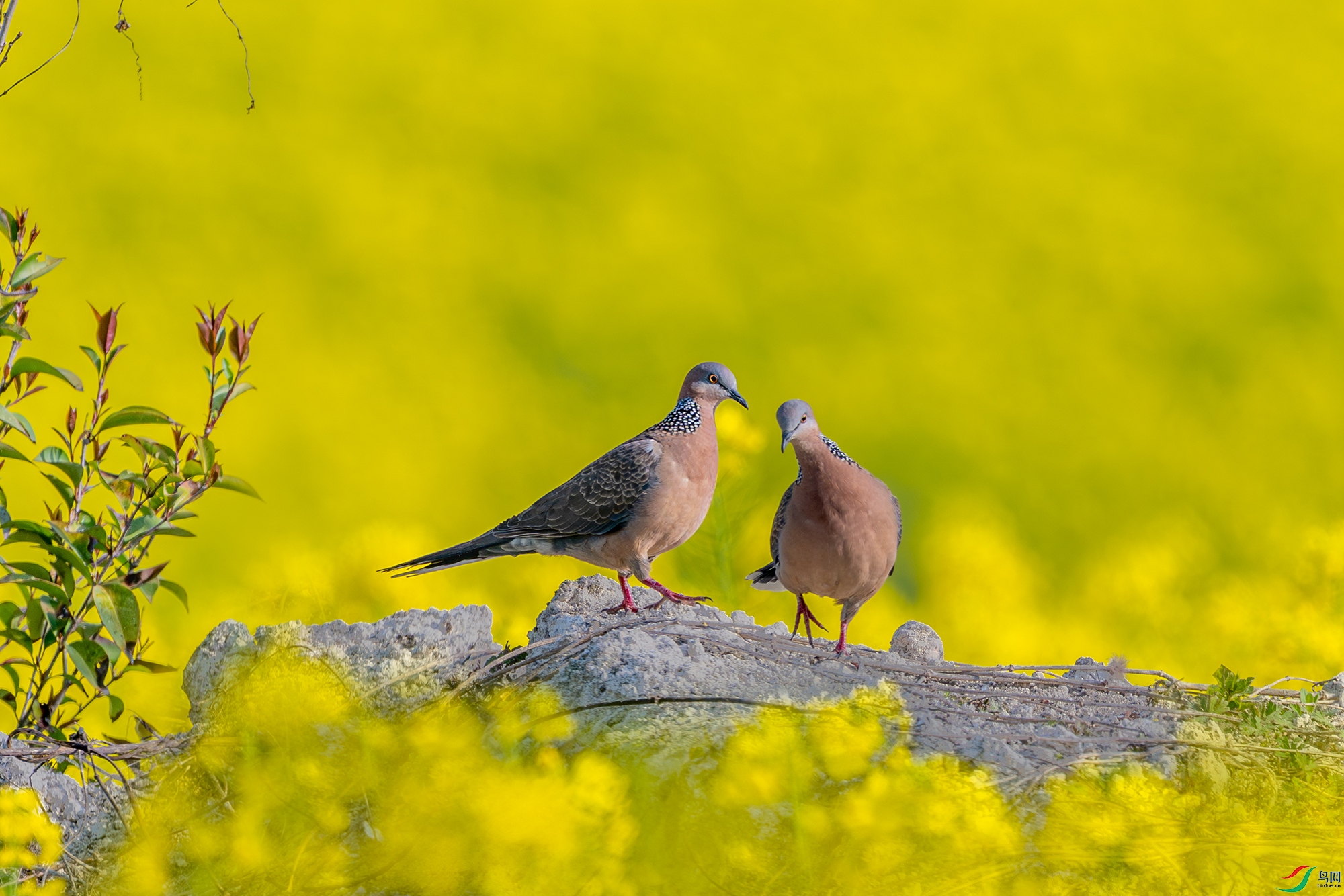 _DSC5174 ����С.jpg