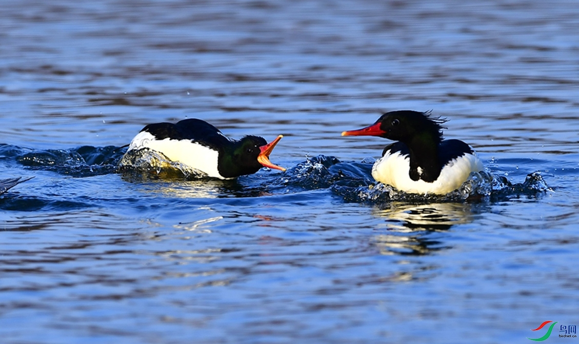 ���Ӷ��š�