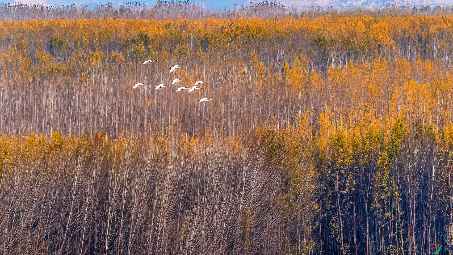 _DSC-7979.jpg