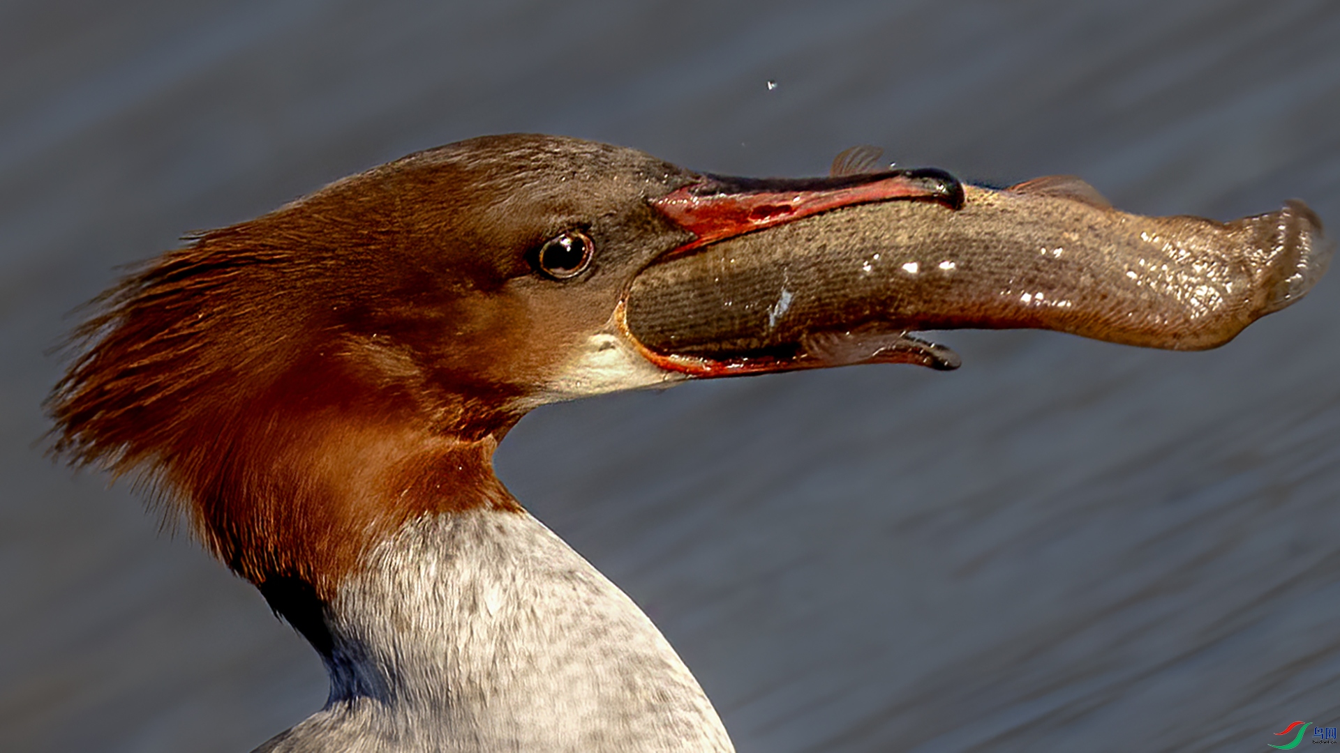 DSC_2651--.jpg