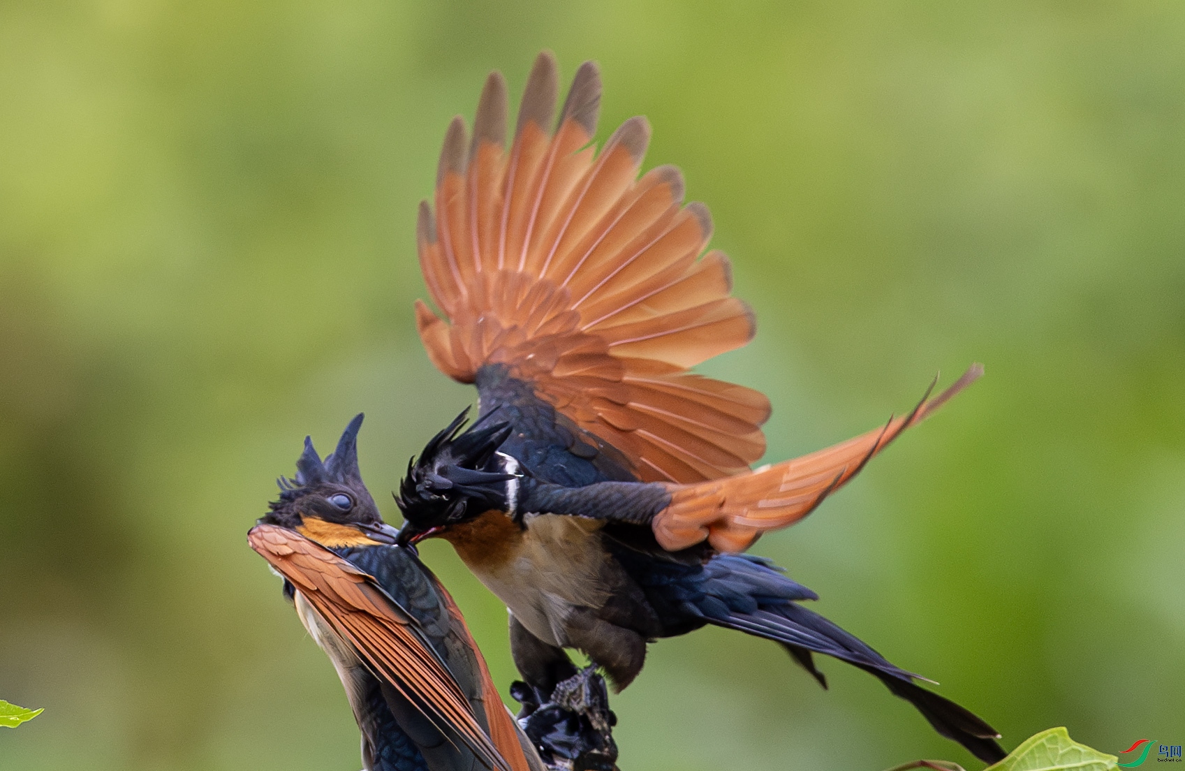 ���ұ���