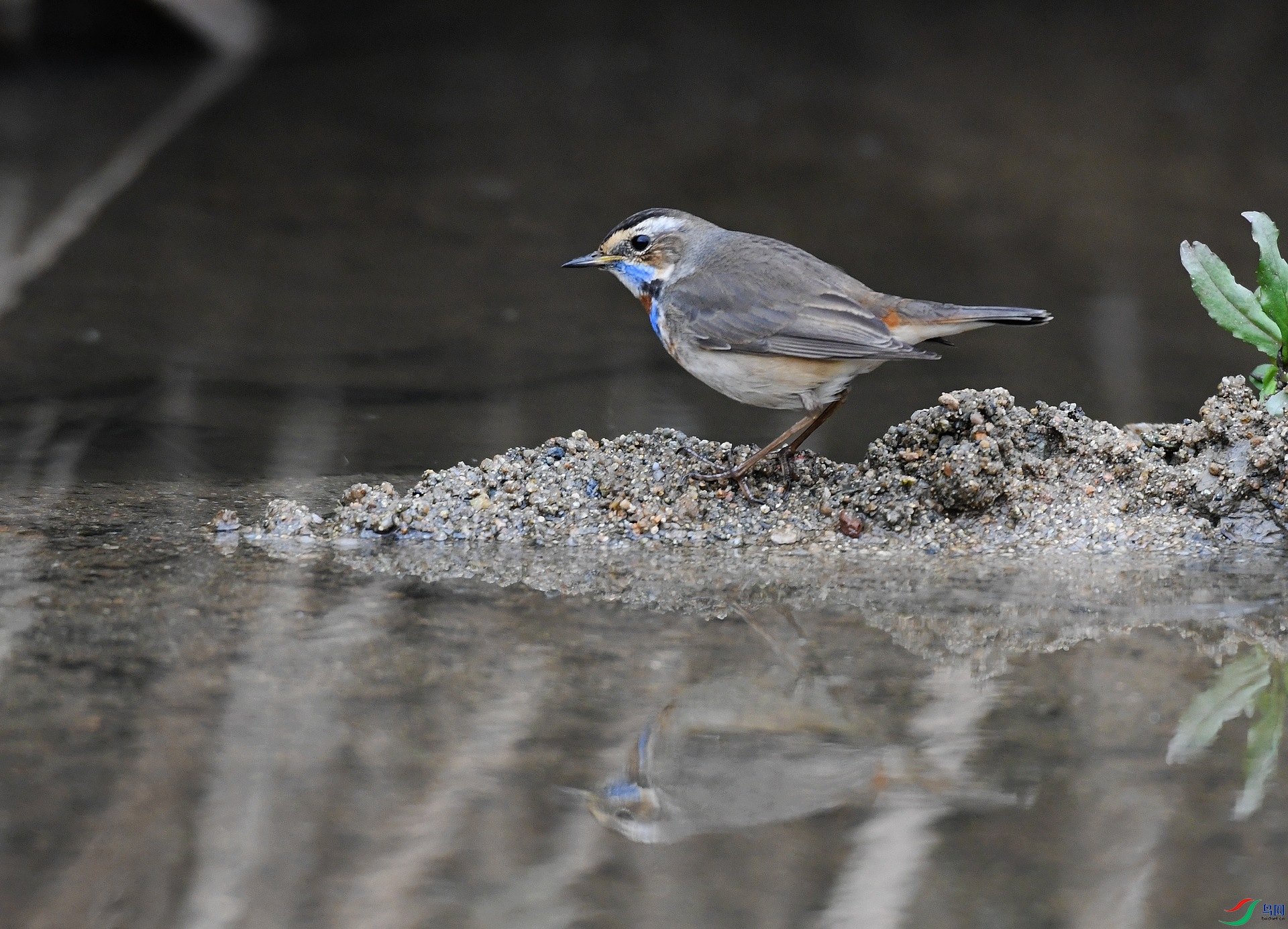 DSC_2019.jpg