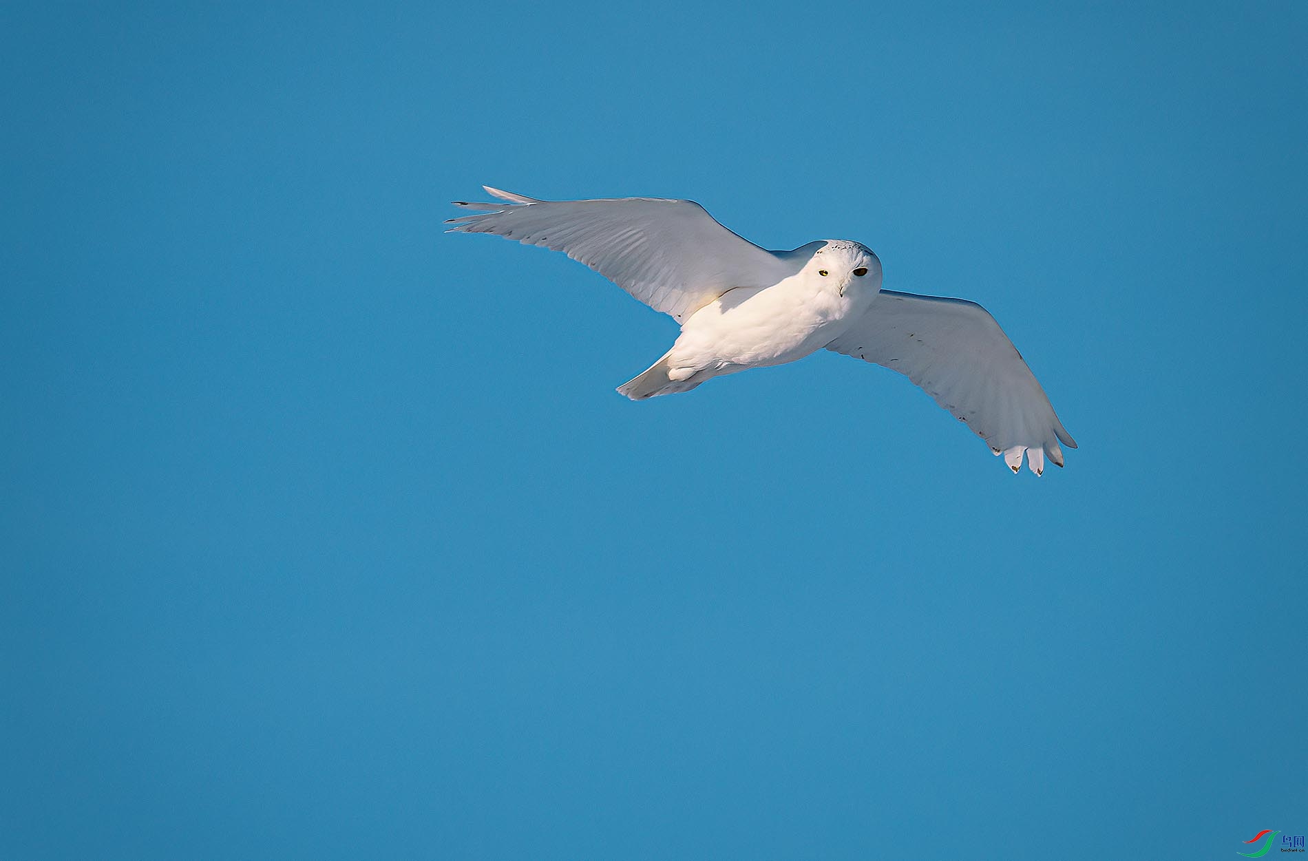 ��Ļ�µ�ѩԭ����