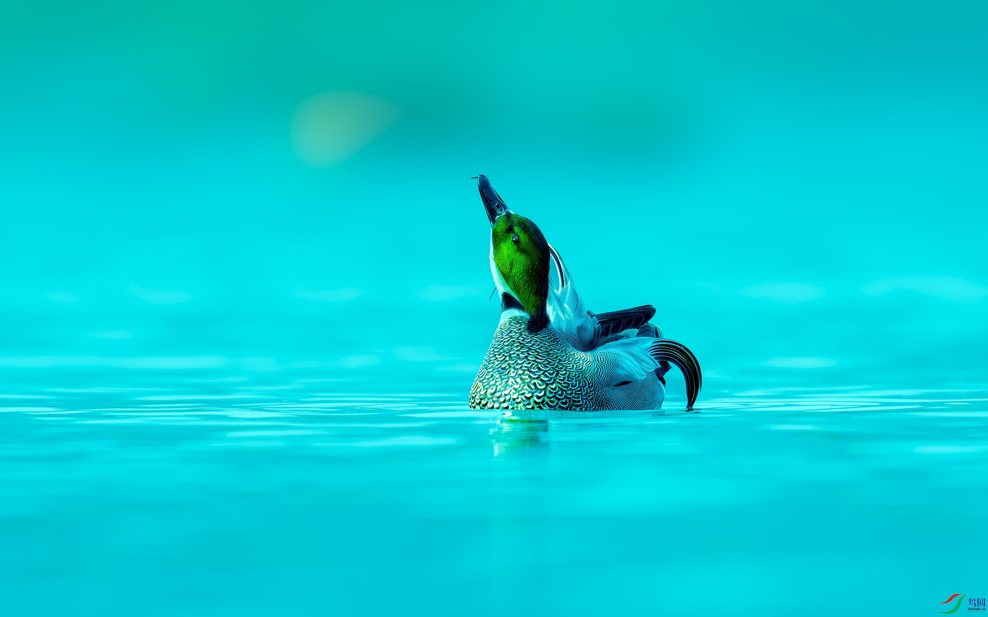 _DSC6413A.jpg