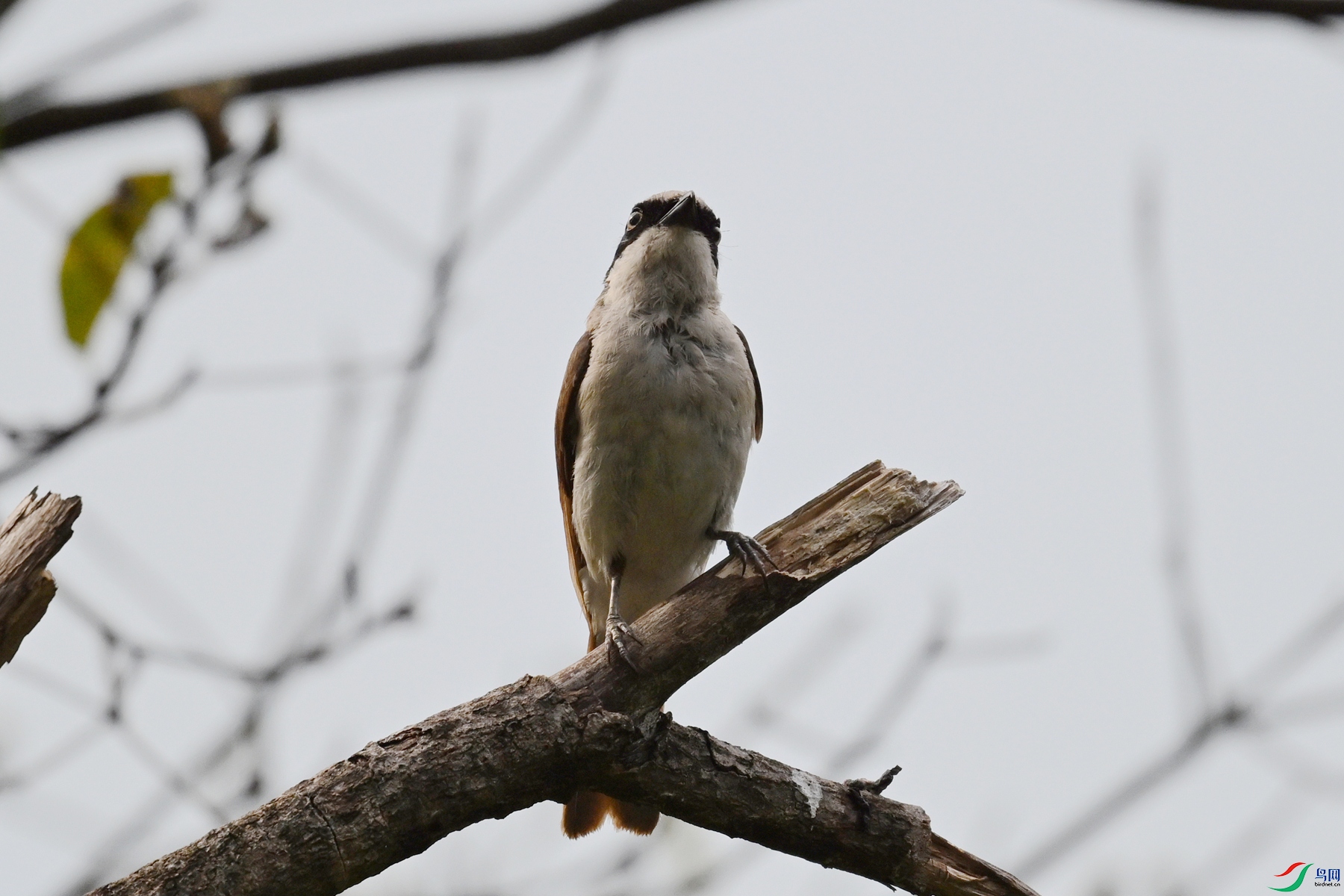 DSC_1955.JPG