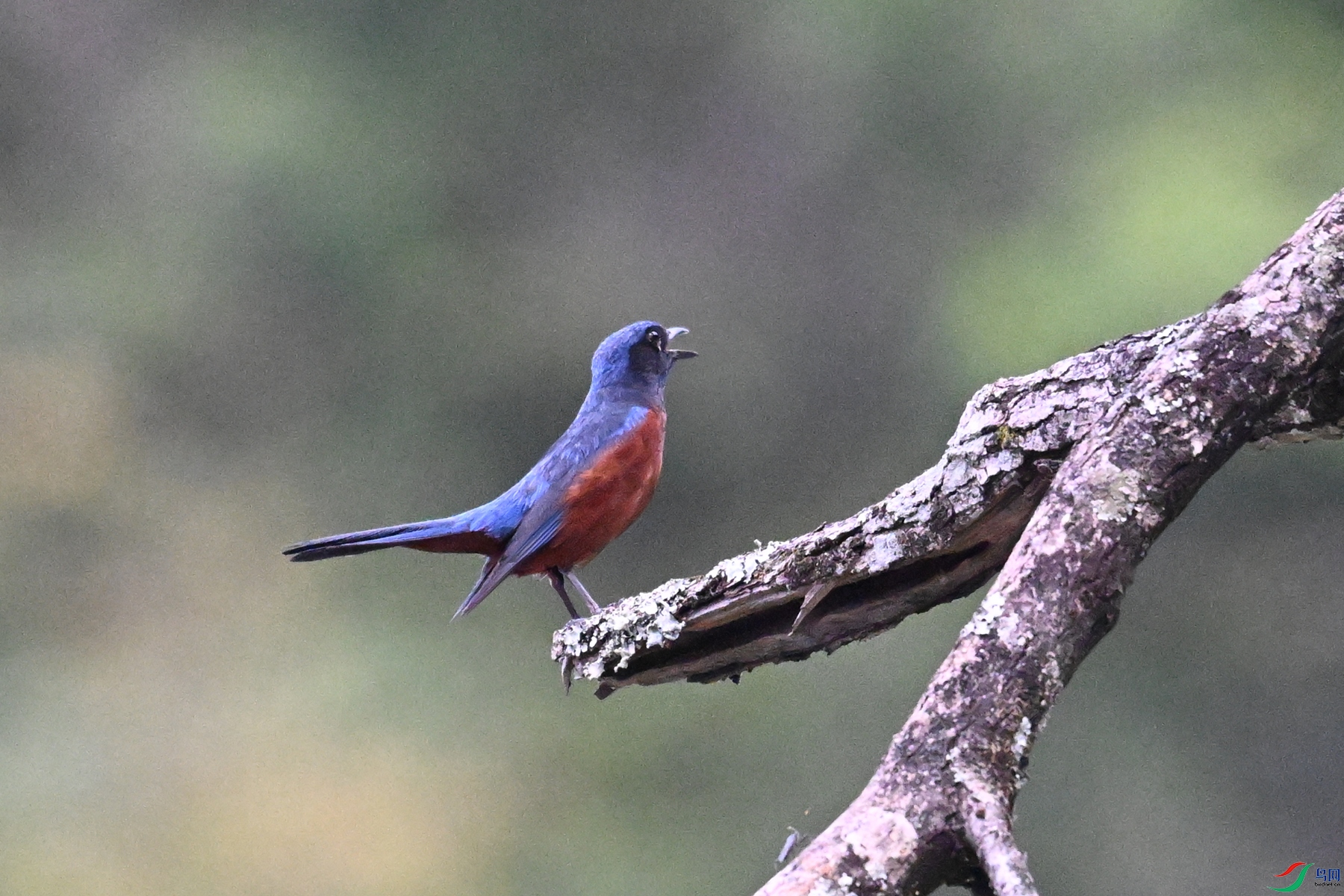 DSC_1900.JPG