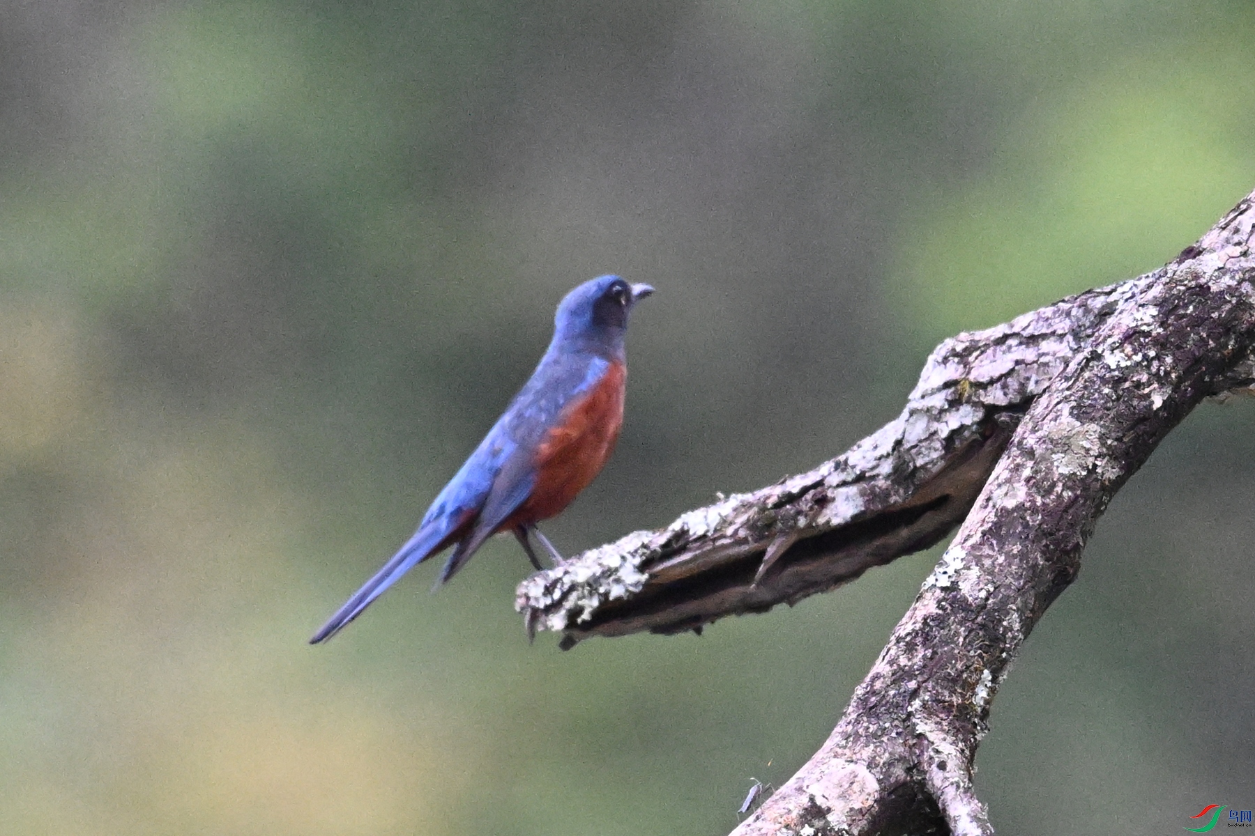 DSC_1904.JPG