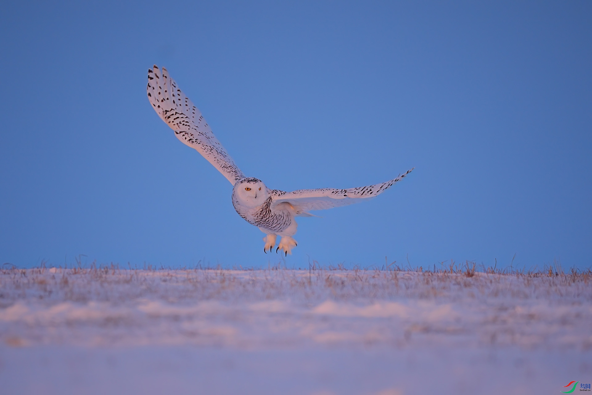 DSC03746-DeNoiseAI-low-light ����.jpg