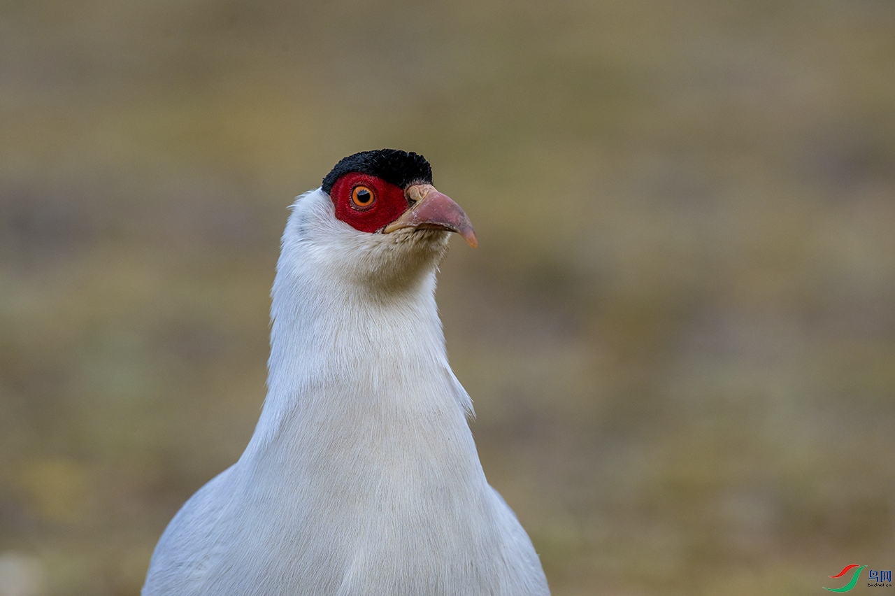 _DSC9056.jpg
