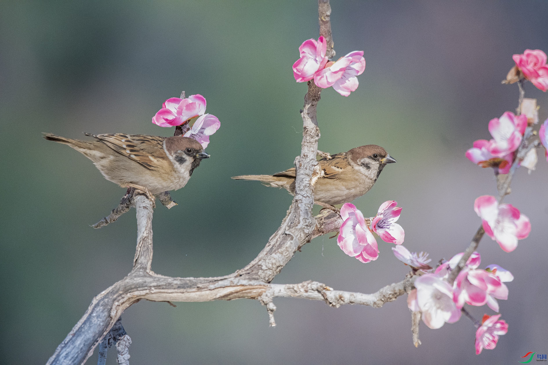 DSC_1595_��ͼ�� ����.jpg