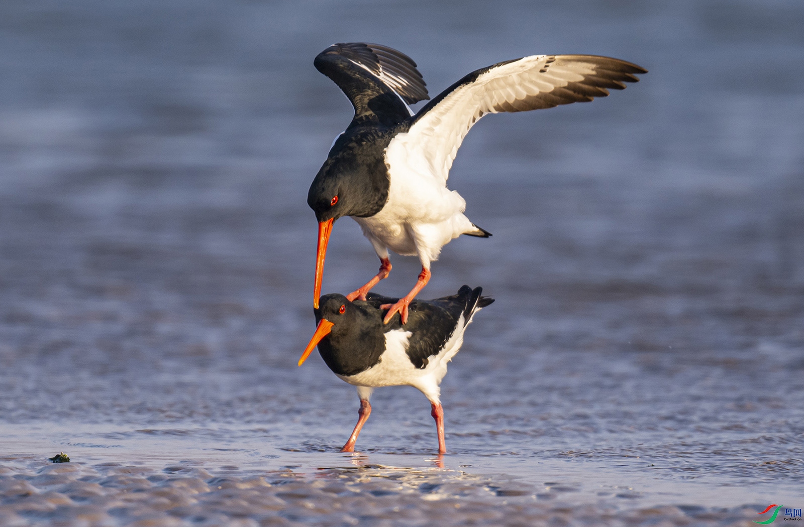 �峿����ַǳ���Ծ���������ݾ��ʽ�Ŀ