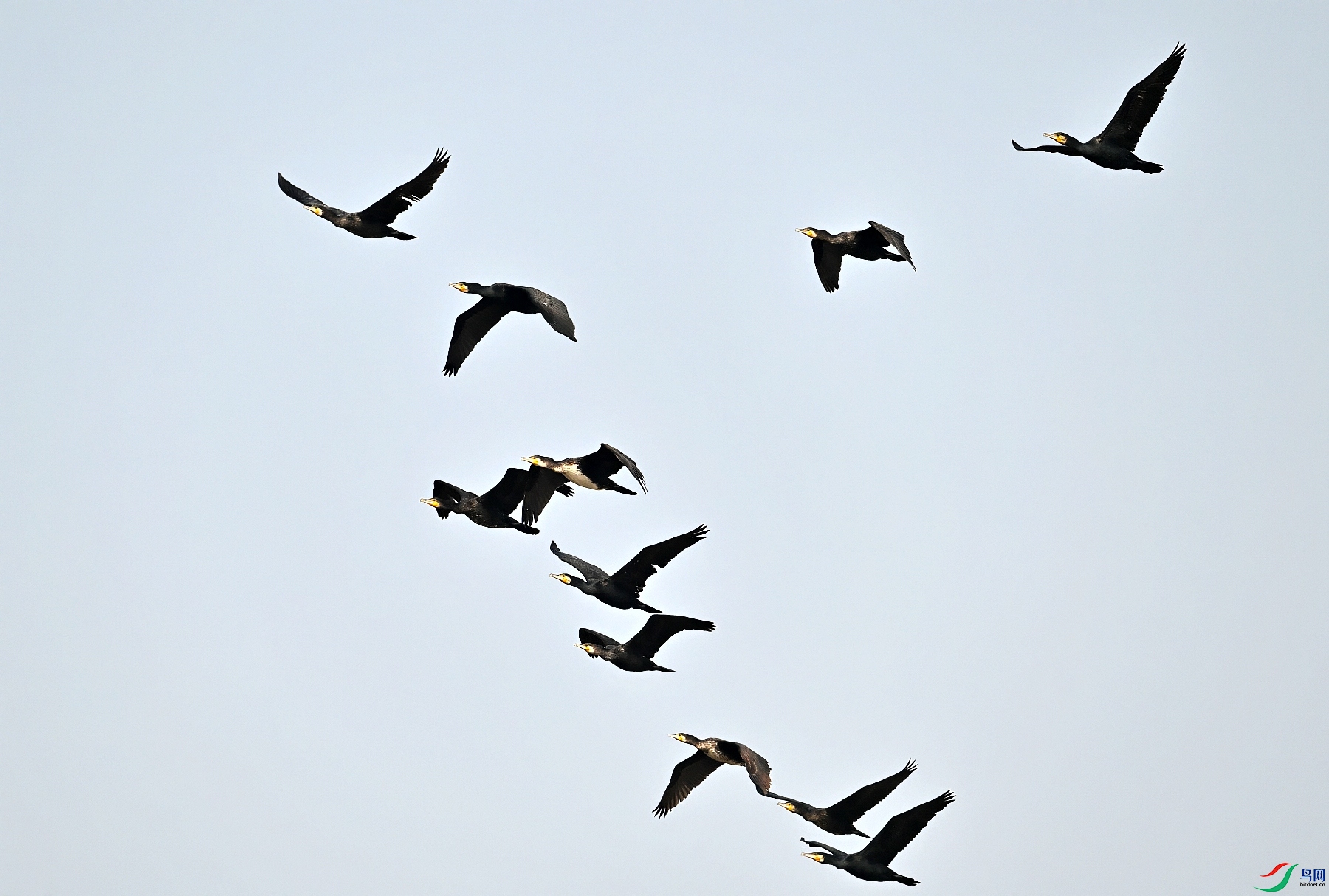 DSC_1150_conew1.jpg