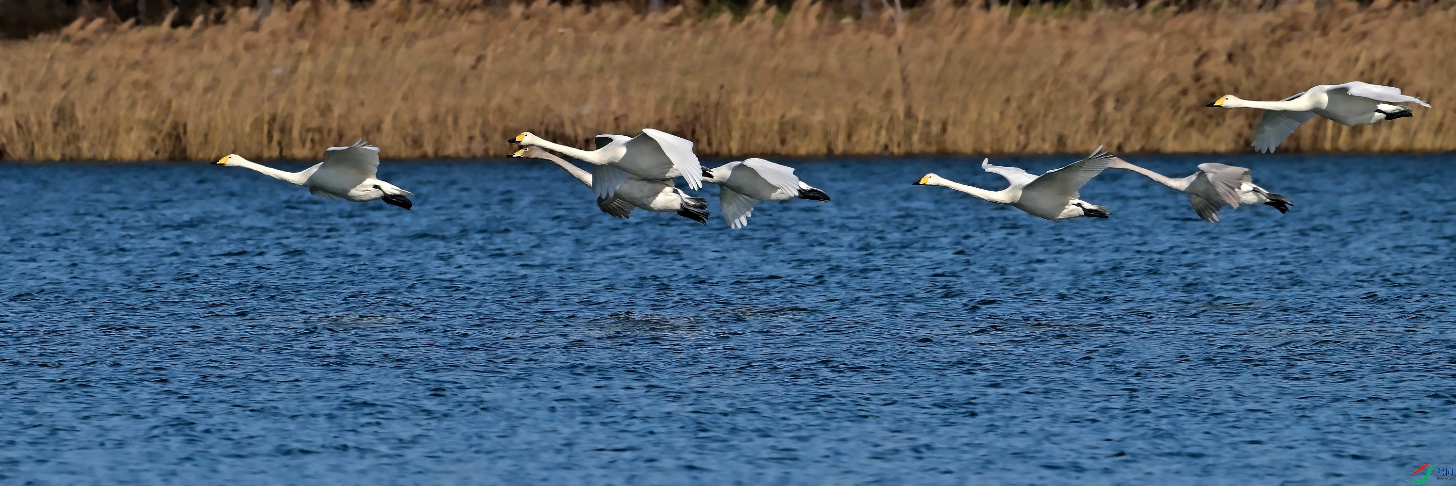 DSC_1172�ͷ�.jpg