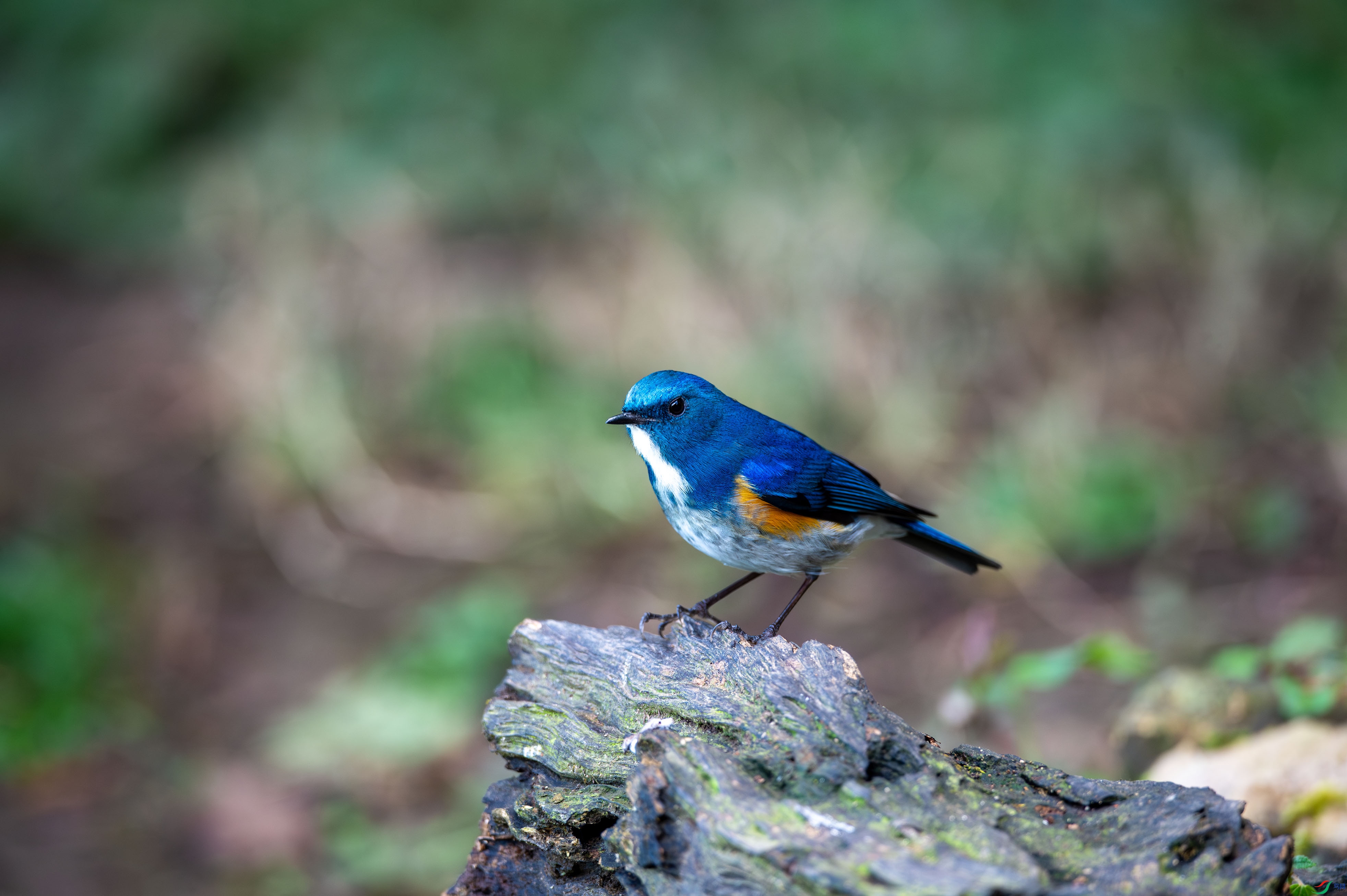 _DSC1203.jpg