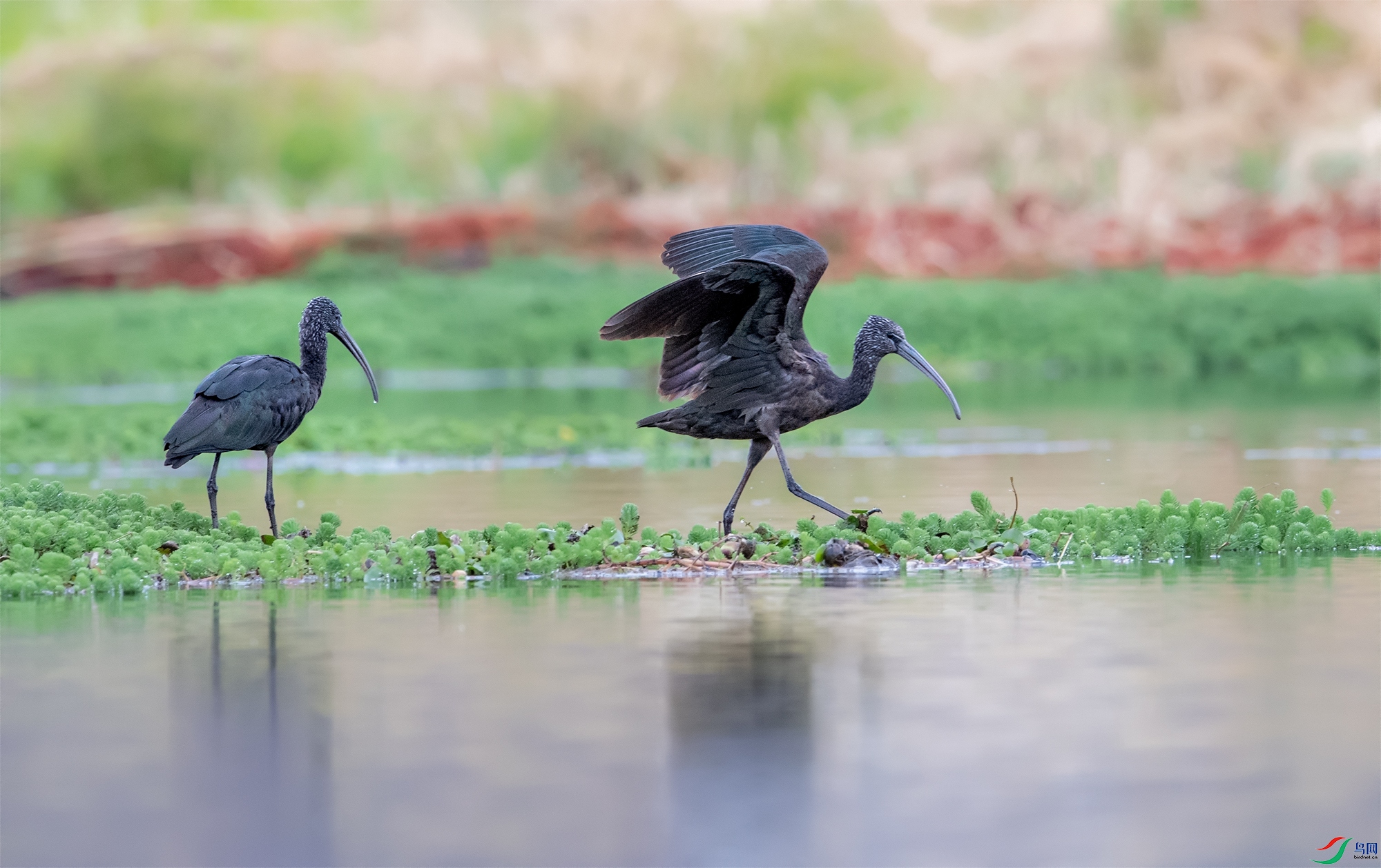 DSC_3129-2.jpg