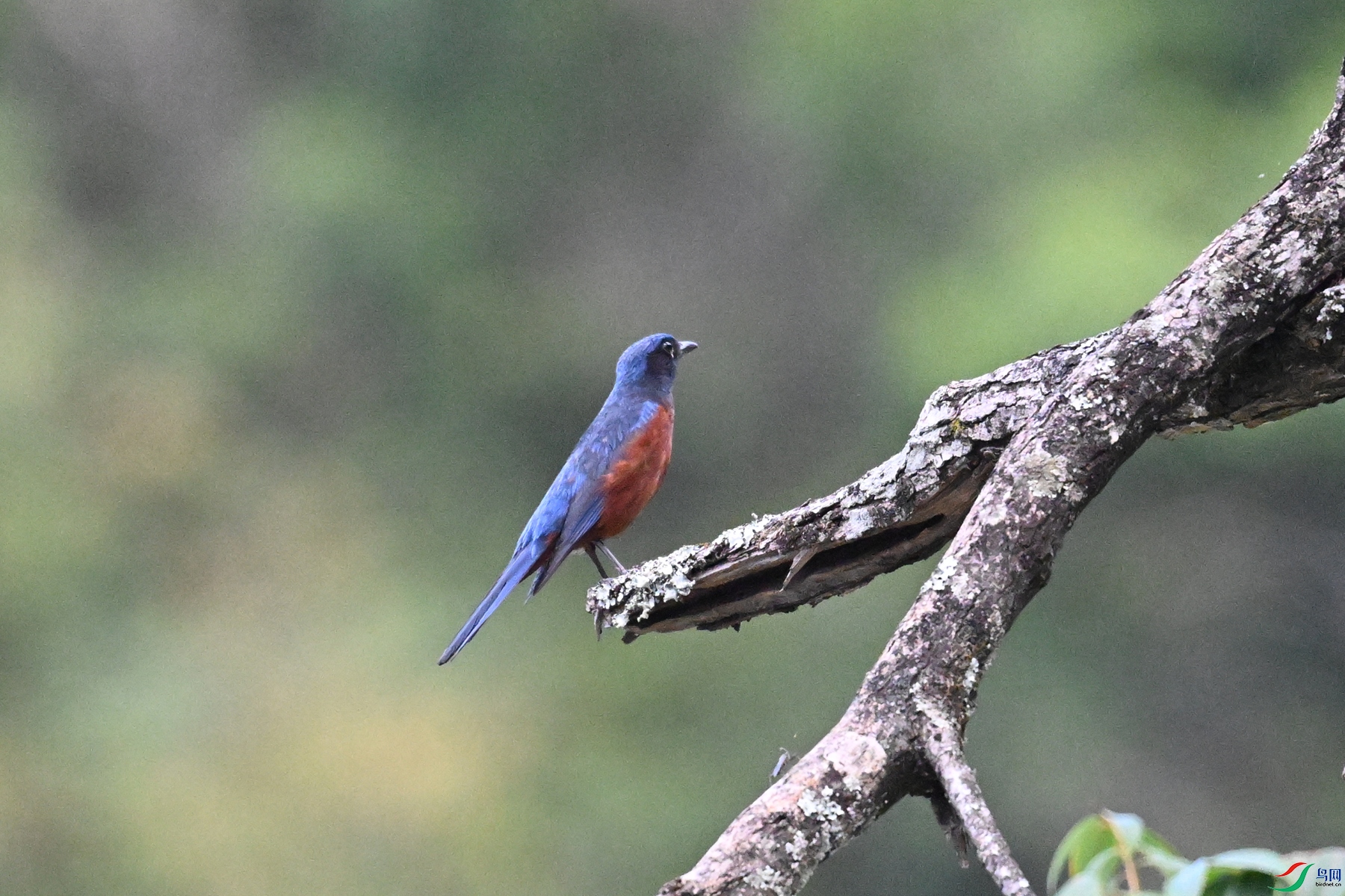 DSC_1906.JPG