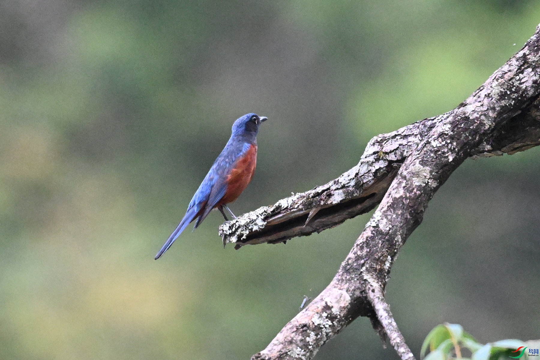 DSC_1907.JPG