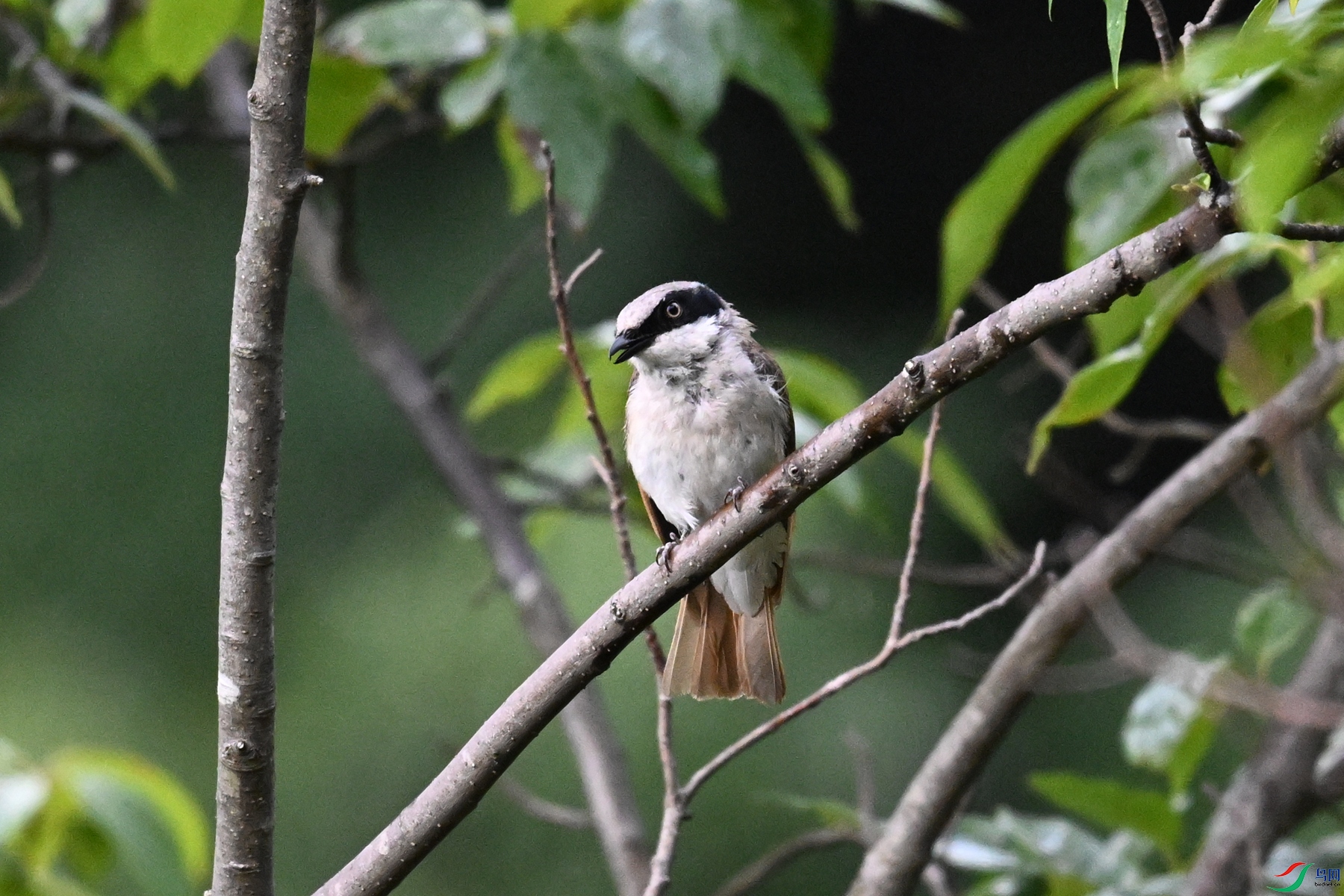 DSC_1950.JPG
