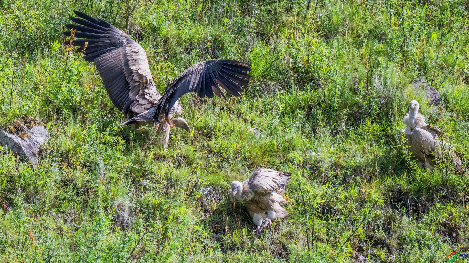 DSC_6908-1_����.jpg