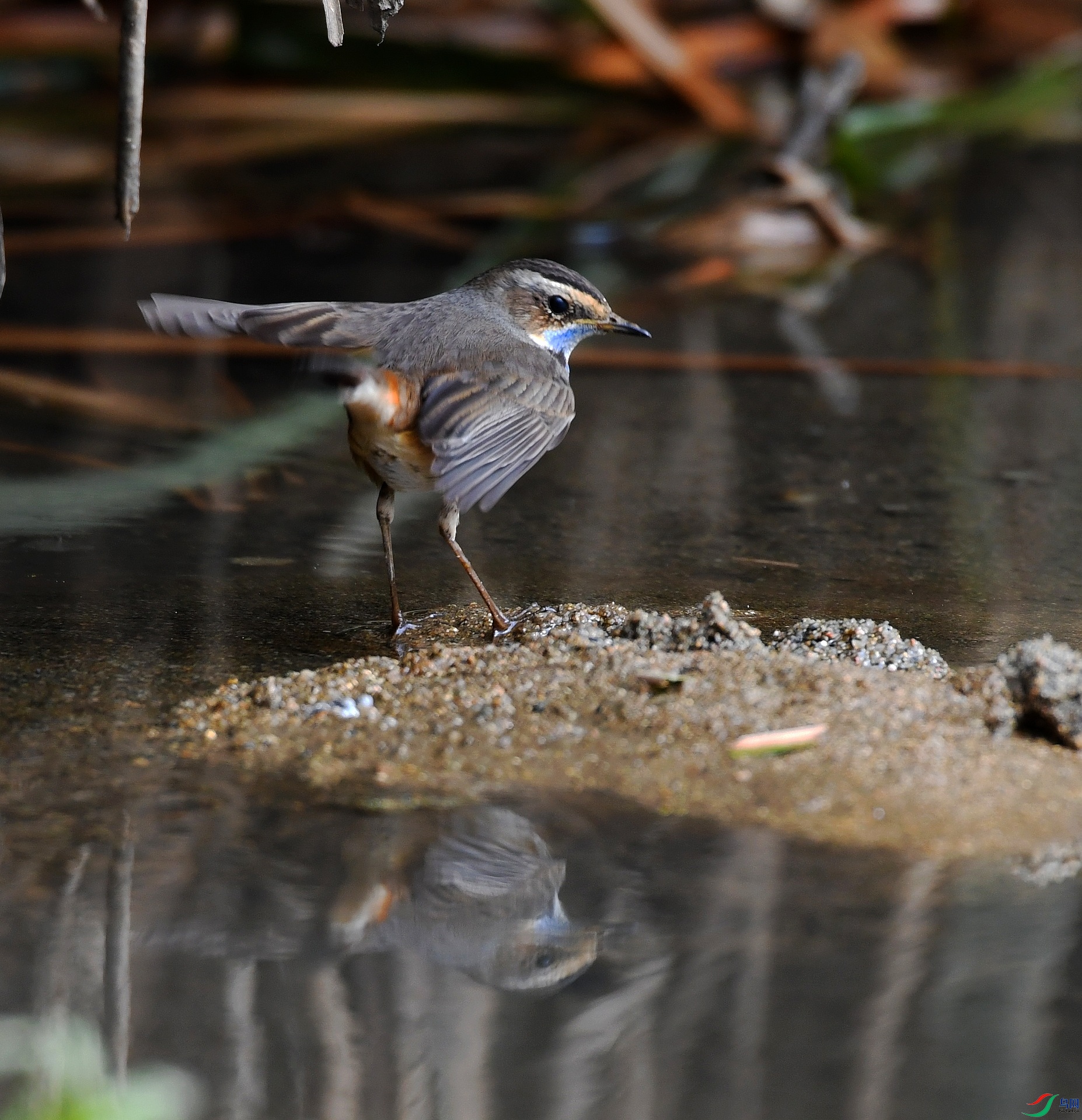 DSC_2969.jpg