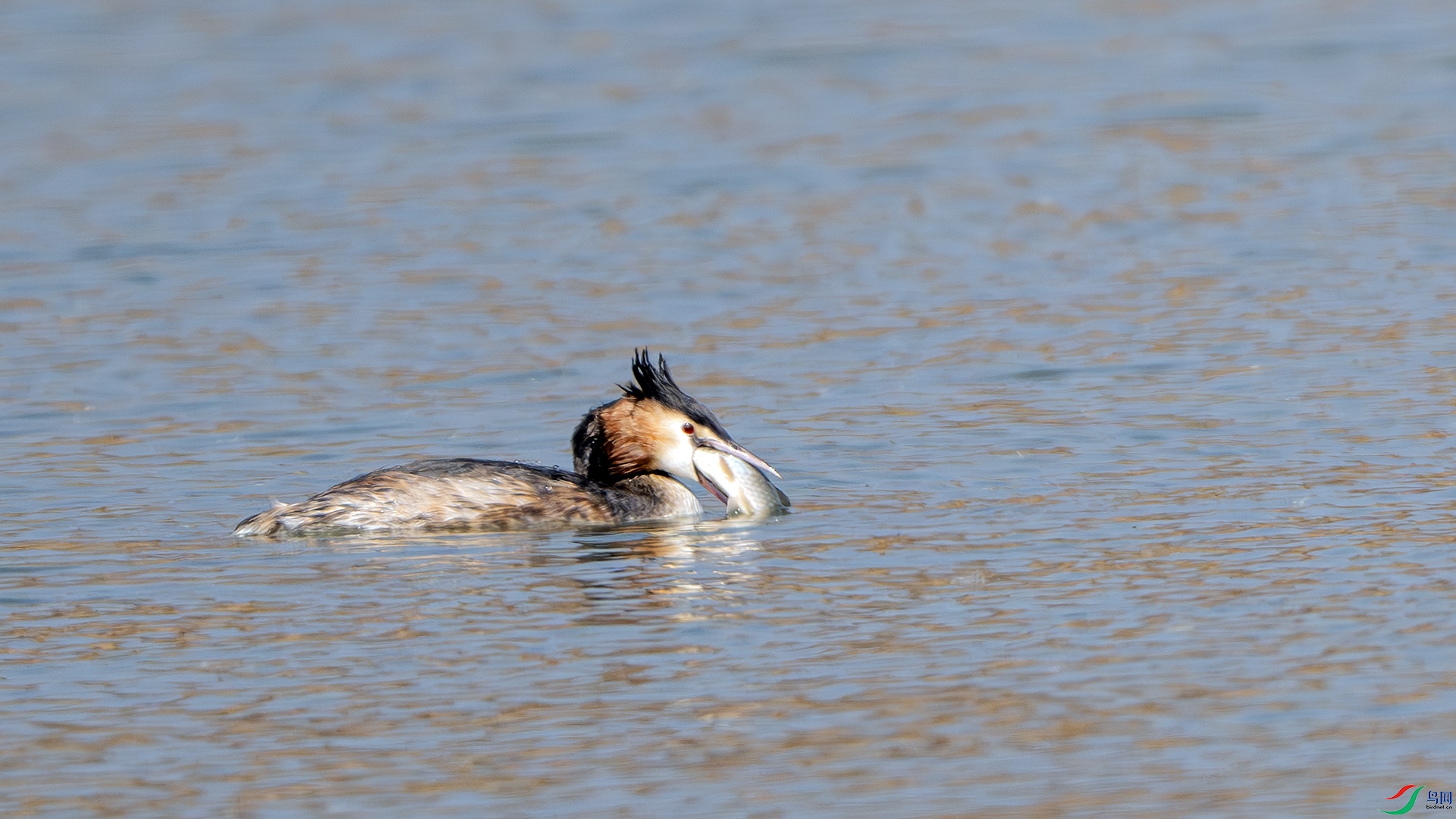 DSC_7176-����ǿ-NR ����.jpg