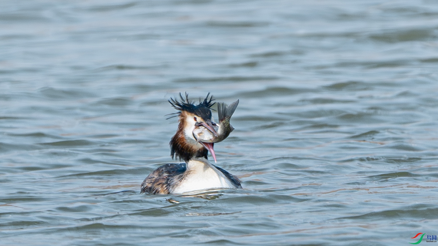 DSC_7226-����ǿ-NR ����.jpg