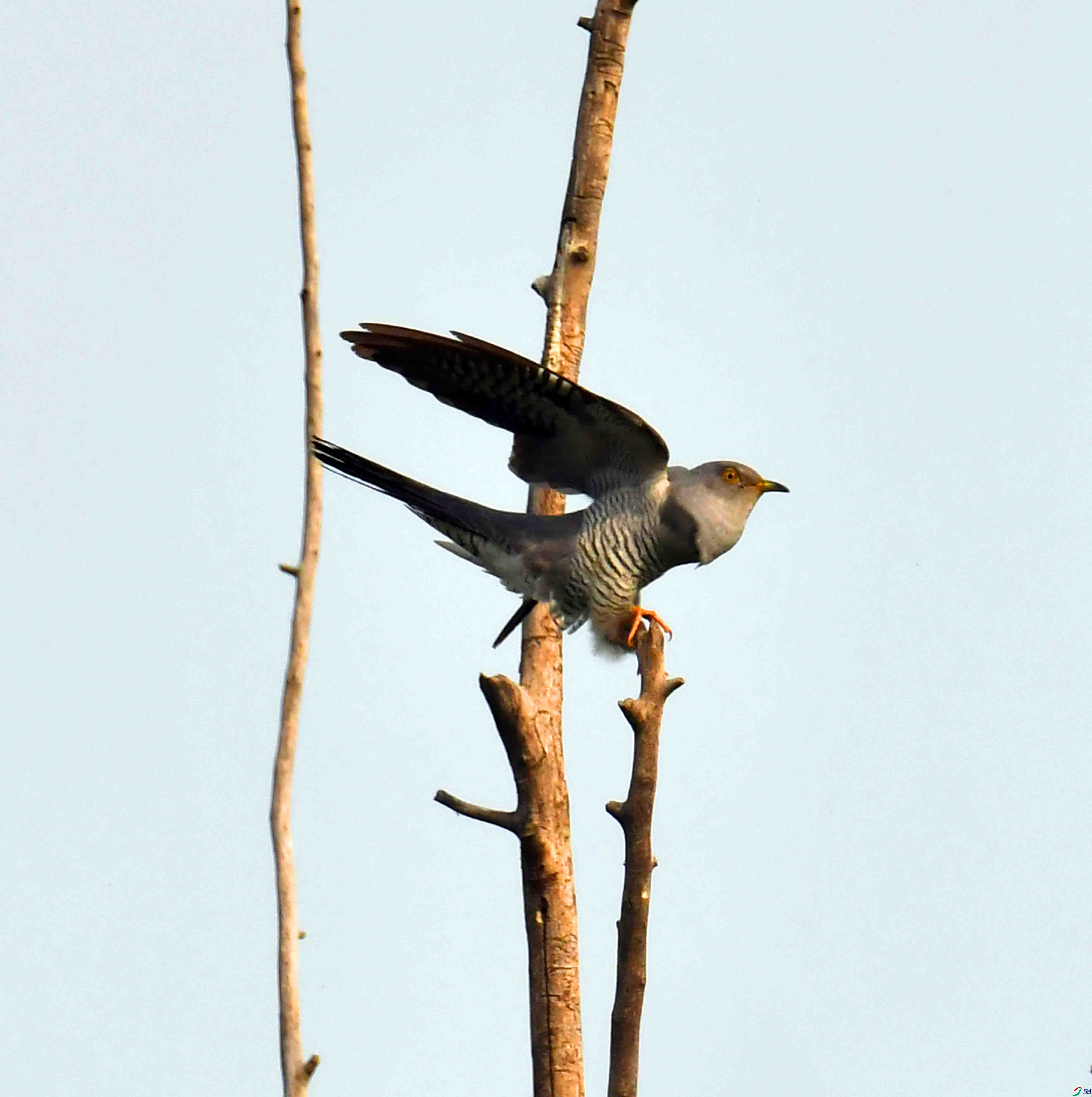 DSC_2242.JPG