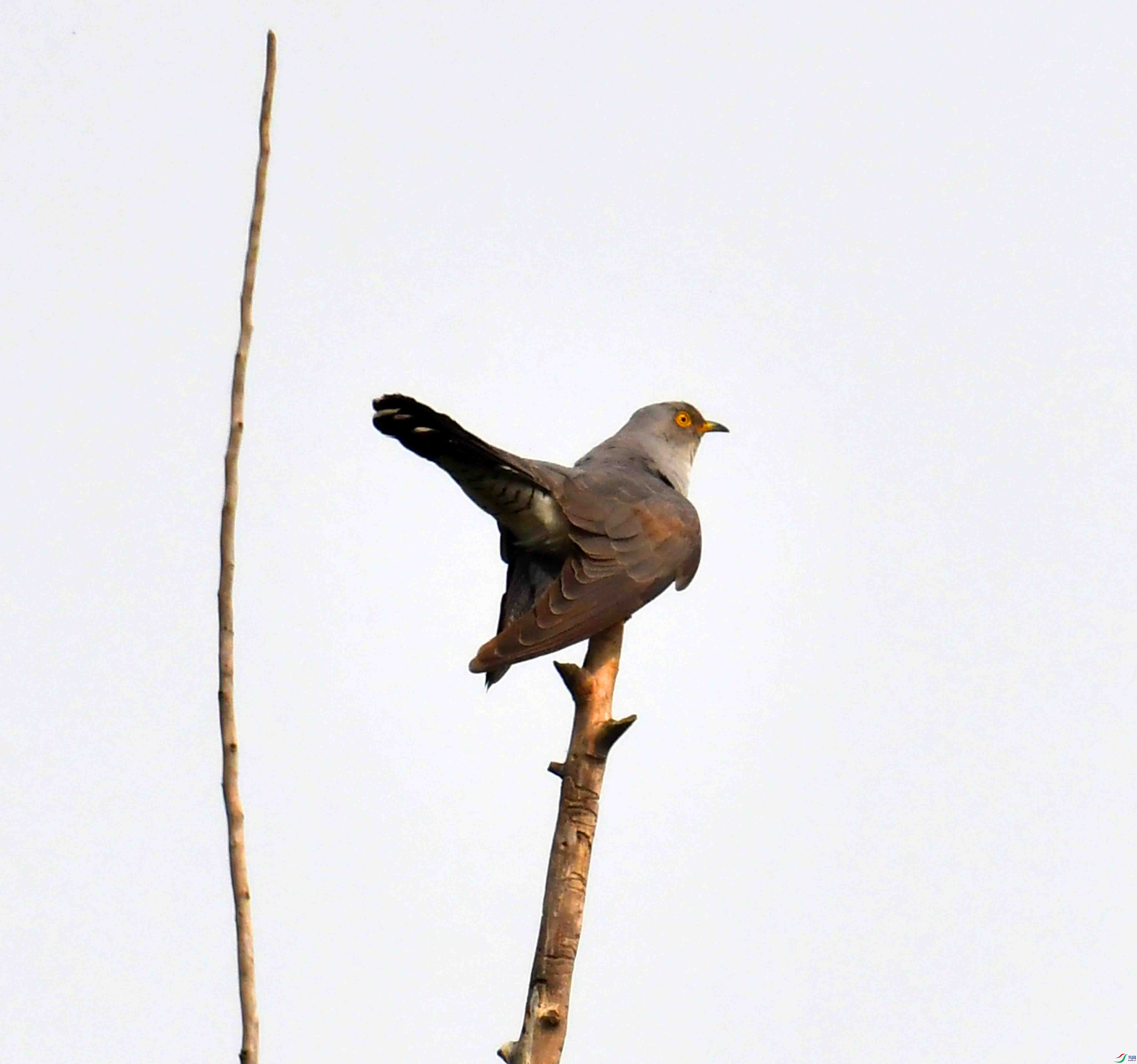 DSC_2336.JPG